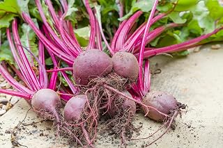 JustSeed - Vegetable - Beetroot - Boltardy - 200 Seeds - Economy Pack