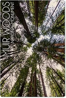 Lantern Press 6x9 Inch Wood Sign, Ready to Hang Wall Decor, Muir Woods National Monument, California, Trees Looking Up, Photography