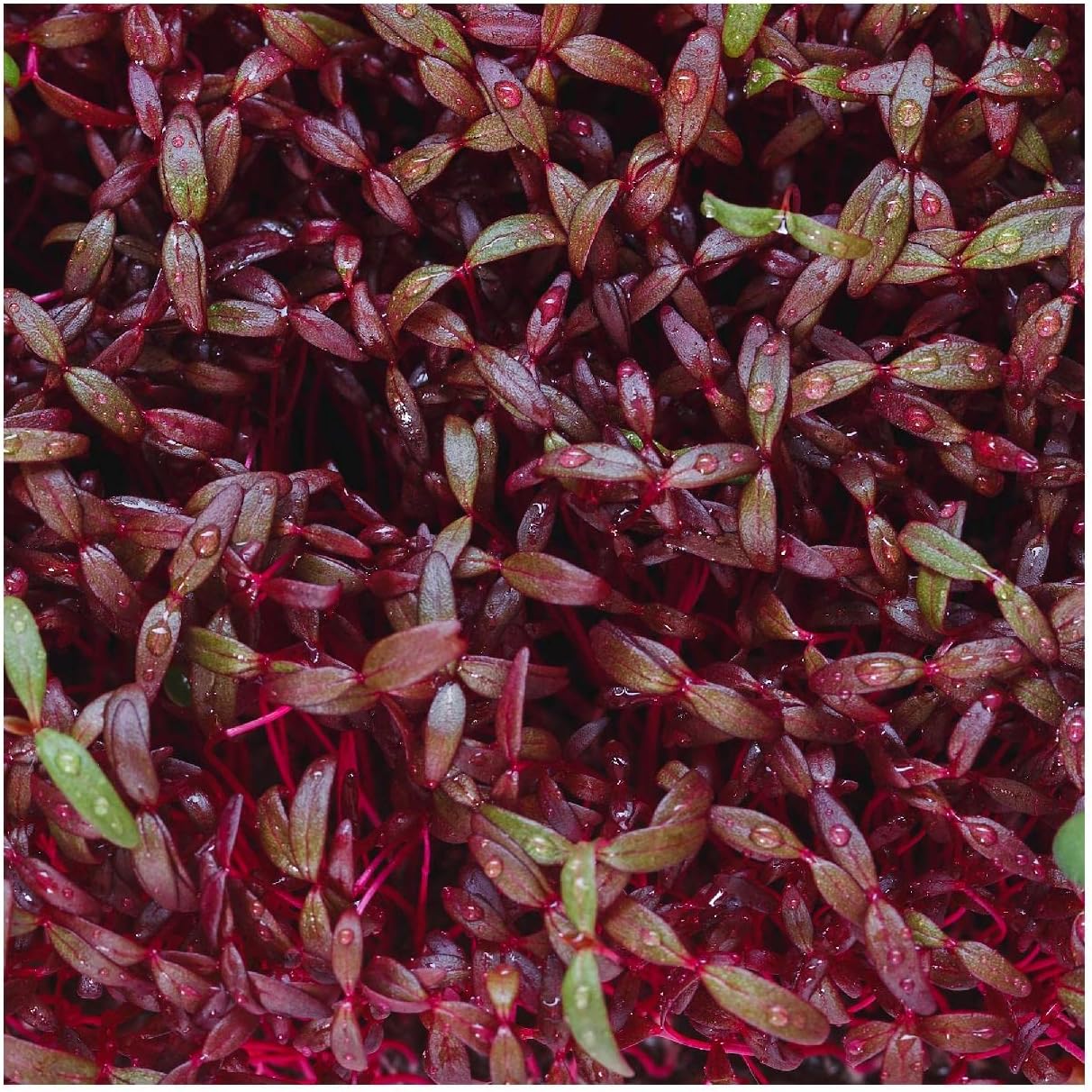 Everwilde Farms - 1 Lb Red Garnet Amaranth Herb Seeds - Gold Vault