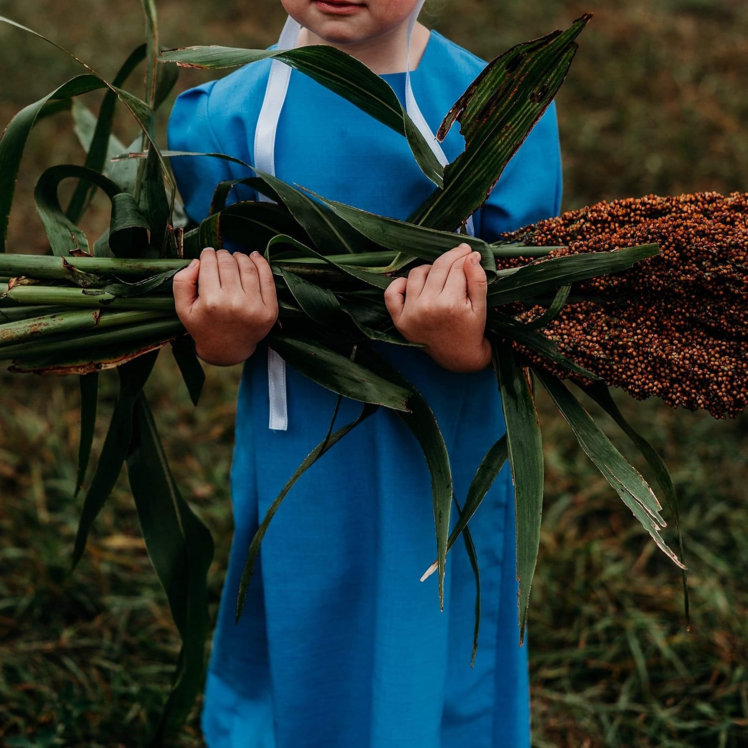 Mennonite Sweet Cane Sorghum - 1oz Bulk (~1250 Seeds) - Heirloom Sorghum Variety, Great for Making Syrup & Molasses, non-GMO Sorghum Seeds for Planting Outdoors in the Home Garden, Thresh Seed Company