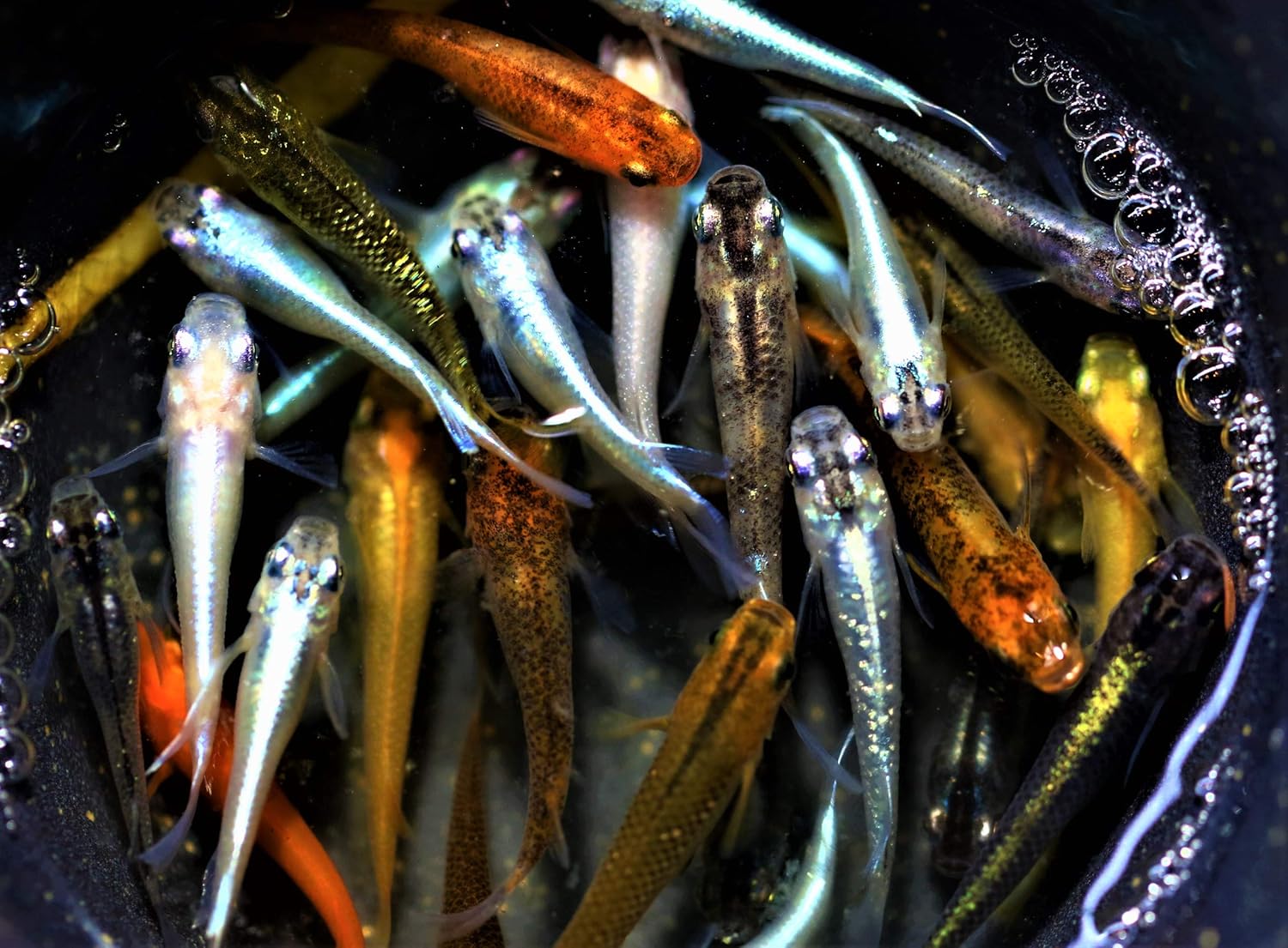 めだか街道 発泡スチロール発送で安心 注目 癒しのハイグレードめだかミックス１０匹 Aのセット 限定品