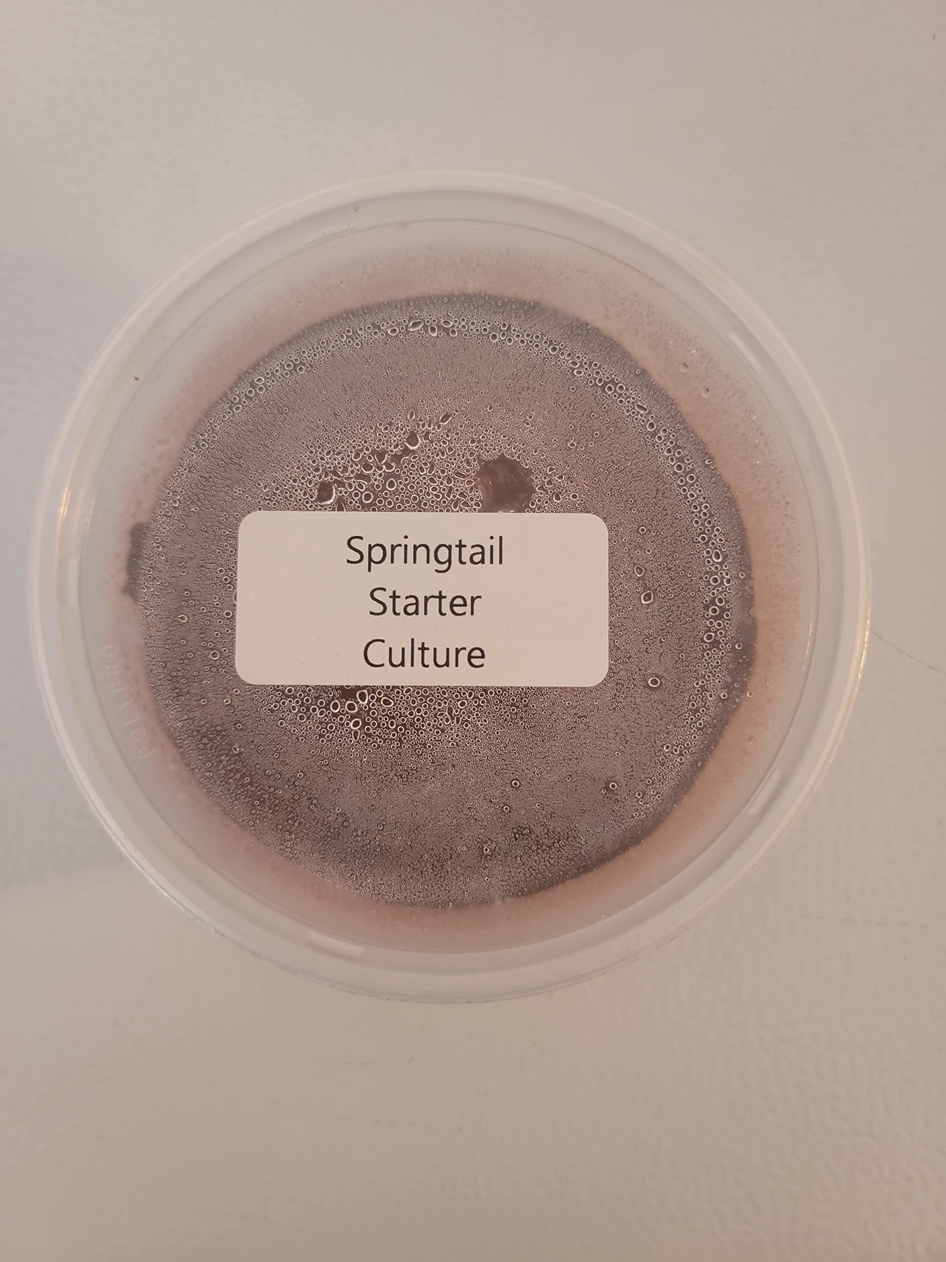 Springtail Starter Culture