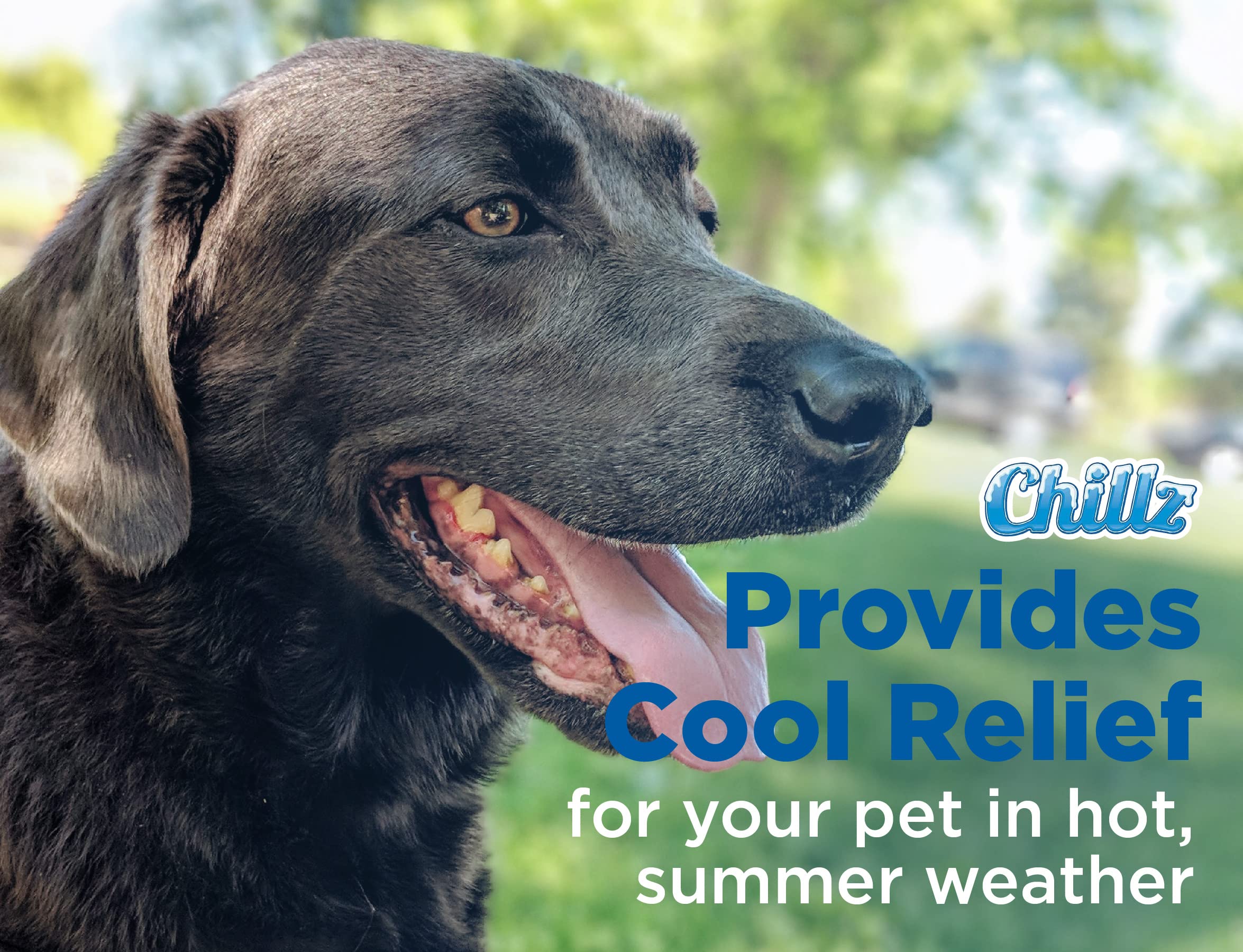 chilli paws cooling collar