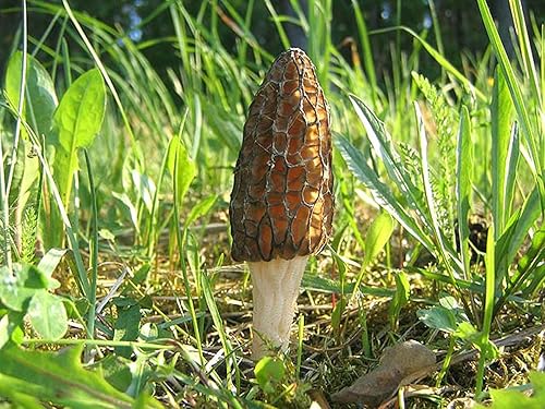 Miniatura 2 de Sporas Black Morel Setas Semillas Micelio Spawn Crecer Bonsái Secado No GMO