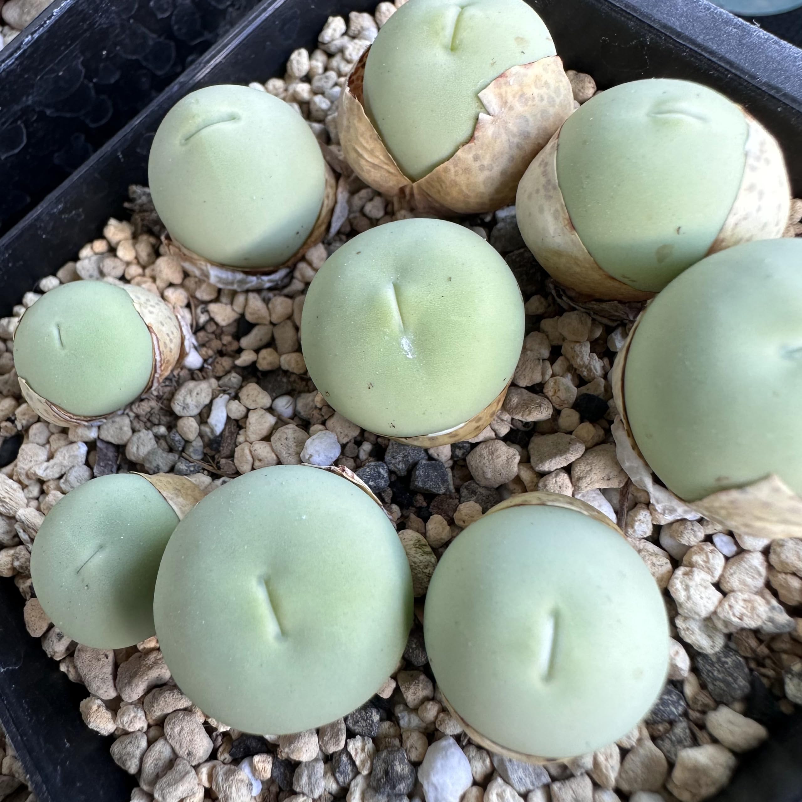 Amazon｜LabiCats 多肉植物 カルキュルス種子10粒 calculus カルクルス