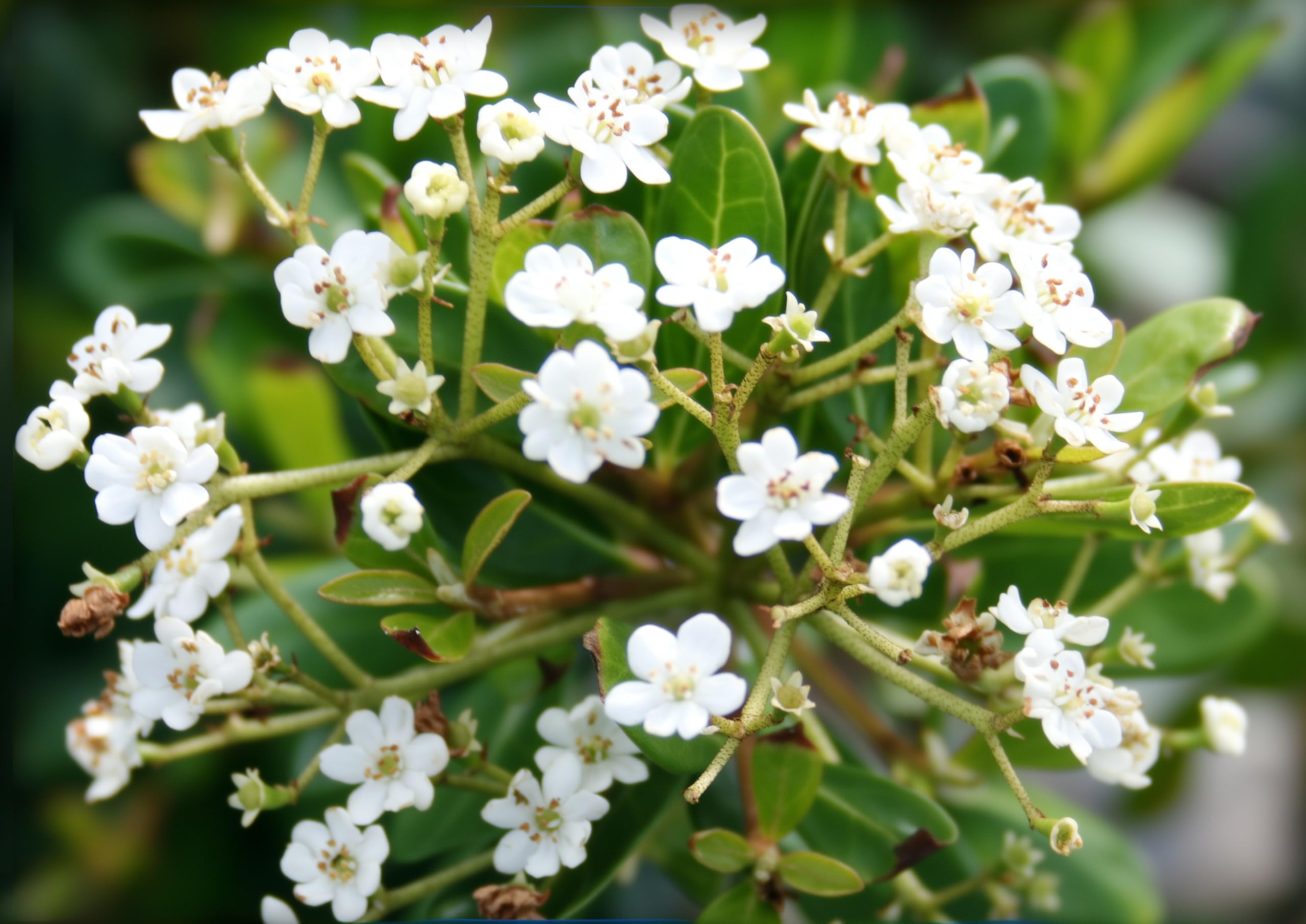 Amazon.com : Viburnum Densa | 10 Live Quart Size Plants | Viburnum