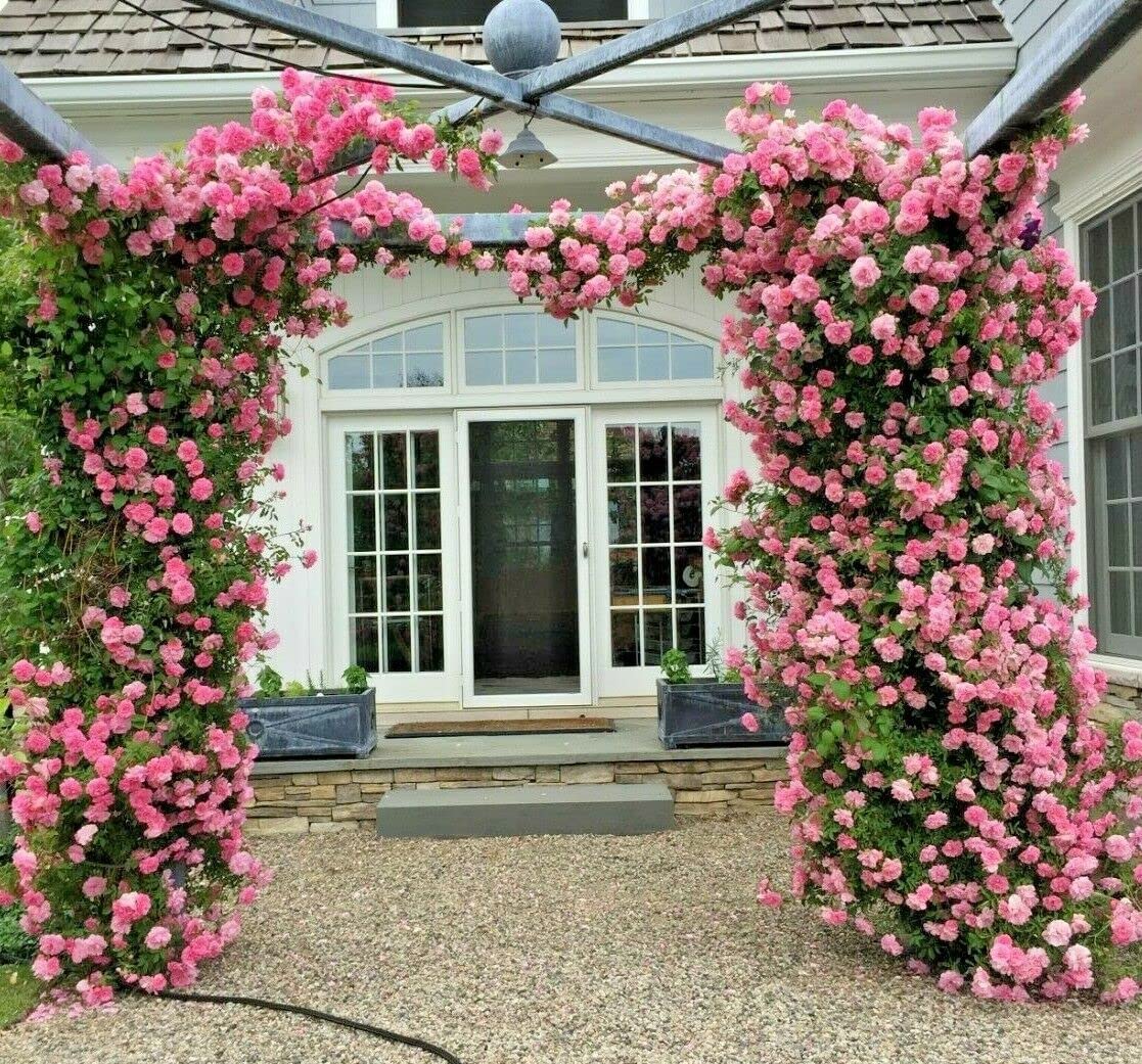 Colorful Rainbow Rose Flower Seeds Home Garden Plants Colorful Rose (B0B7HRGTY6) Amazon Price History, Amazon Price Tracker