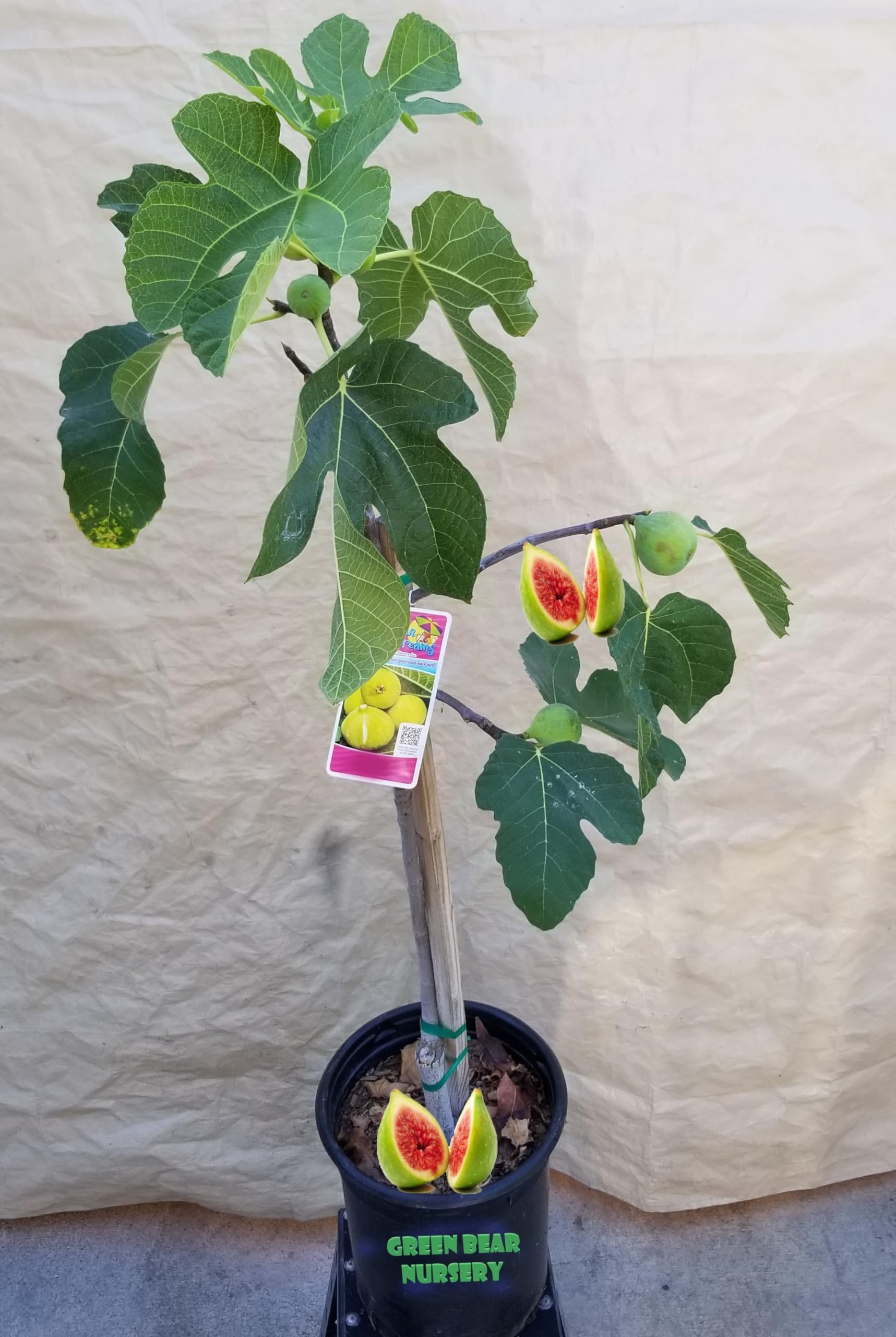 Fig Fruit Tree (5 Gallon, Desert King Fig Tree)