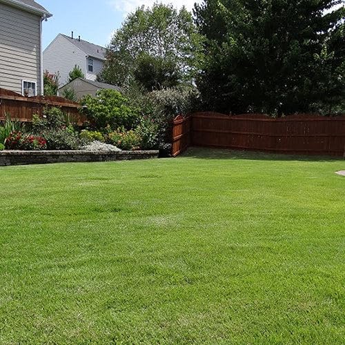 CHUXAY GARDEN Emerald Zoysia Seeds-Zoysia 'Esmeralda' 1.98 oz Semilla Nuevo Césped Semilla De Hierba Ornamental Para Todas Las Temporadas