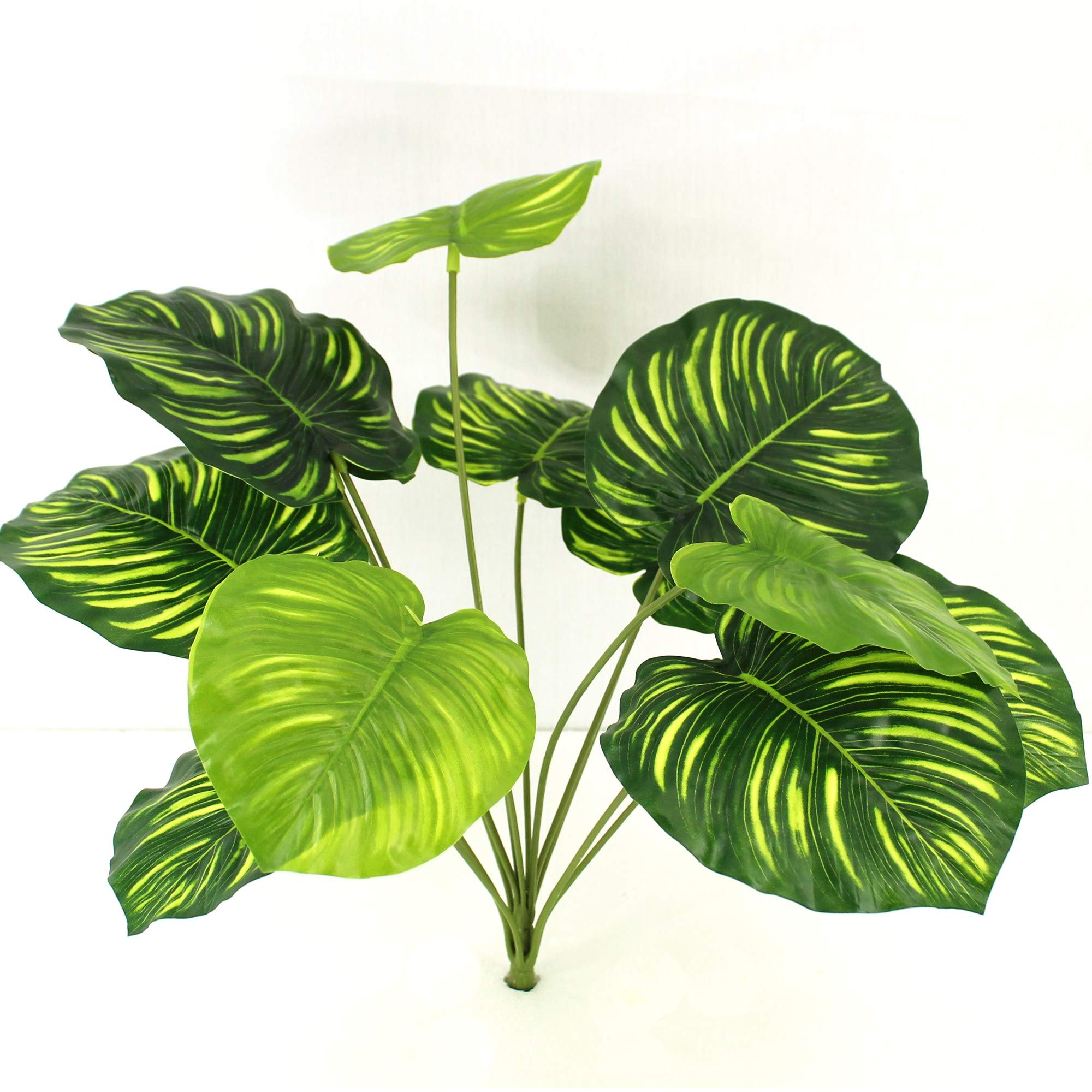 efeutute cebu blue Cebu Blue Pothos – Lichtenfelt's main image 1