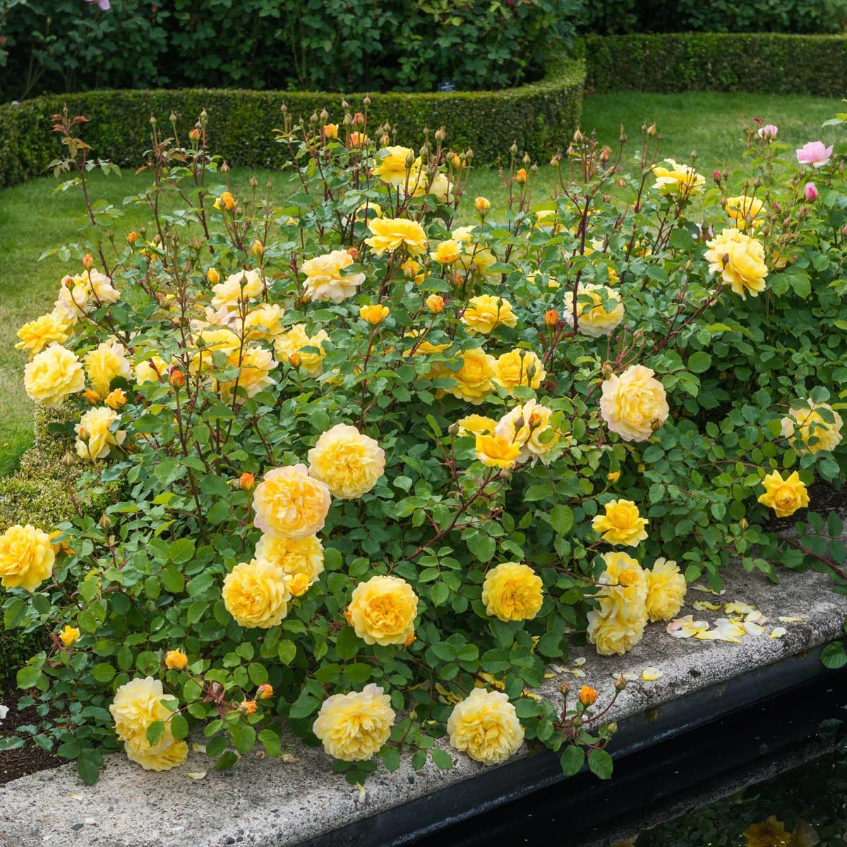 Heirloom Roses David Austin Rose Bush - The Poet's Wife Live Yellow Plant for Outdoor Planting