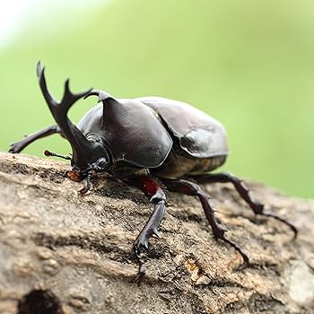 Amazon | 【BIG HORN】国産 カブトムシ 生体 成虫 オス メス