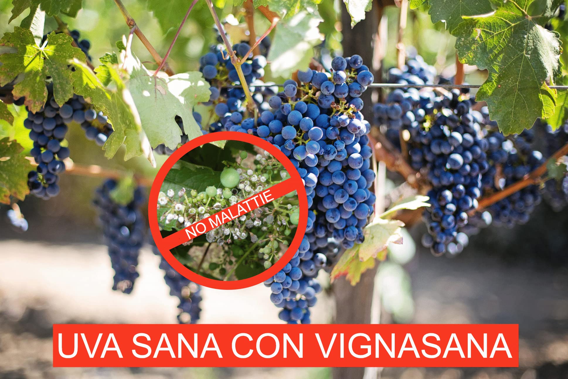 VIGNASANA Zeolite naturale 90% CLINOPTILOLITE 60% 5 kg
