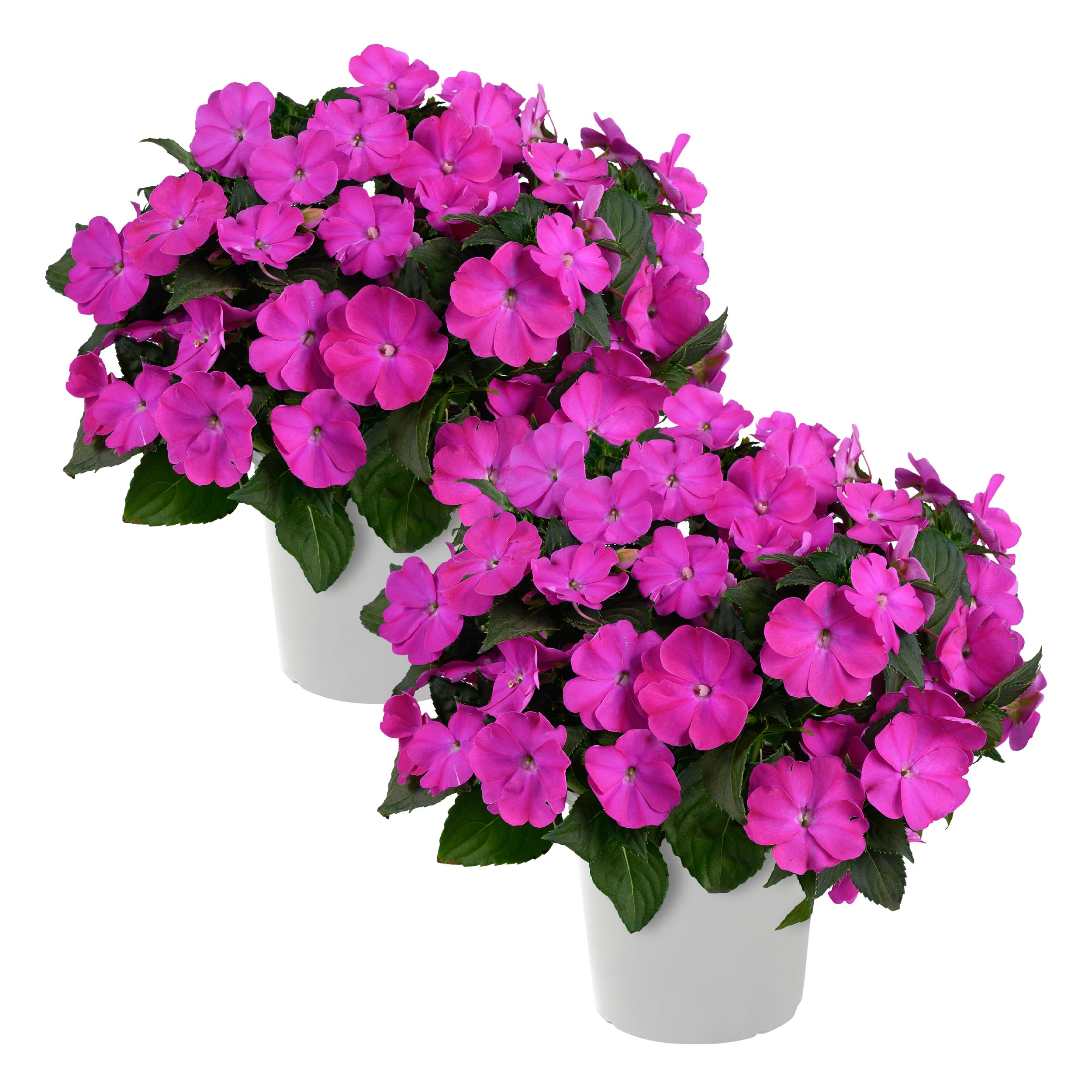 Live Flowering New Guinea Impatiens - Shades of Purple