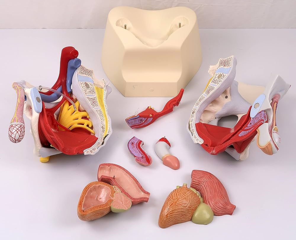 Amazon.co.jp: 男女の骨盤構造を比較できるセット，骨盤底筋や骨盤内