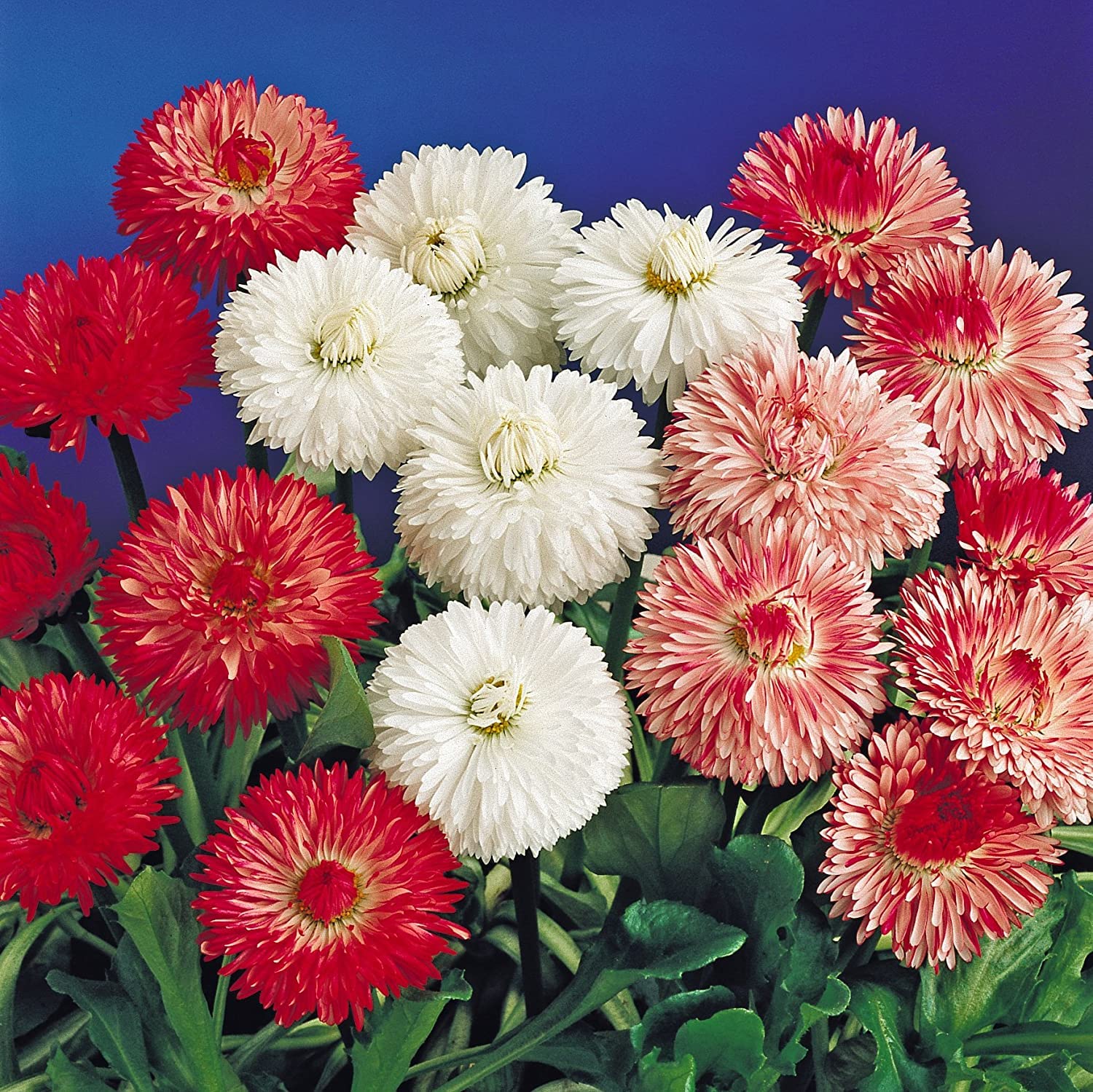 Biocarve Seeds Bellis Monstrosa Dbl Mix(Daisy) - Pack of 200 Seeds (B09NYBKN22) Amazon Price History, Amazon Price Tracker