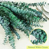 Vista 2 de Paquete de 30 tallos de eucalipto secos para ducha, eucalipto natural real de 17 pulgadas para ducha, ramas de hojas secas para relleno de jarrón