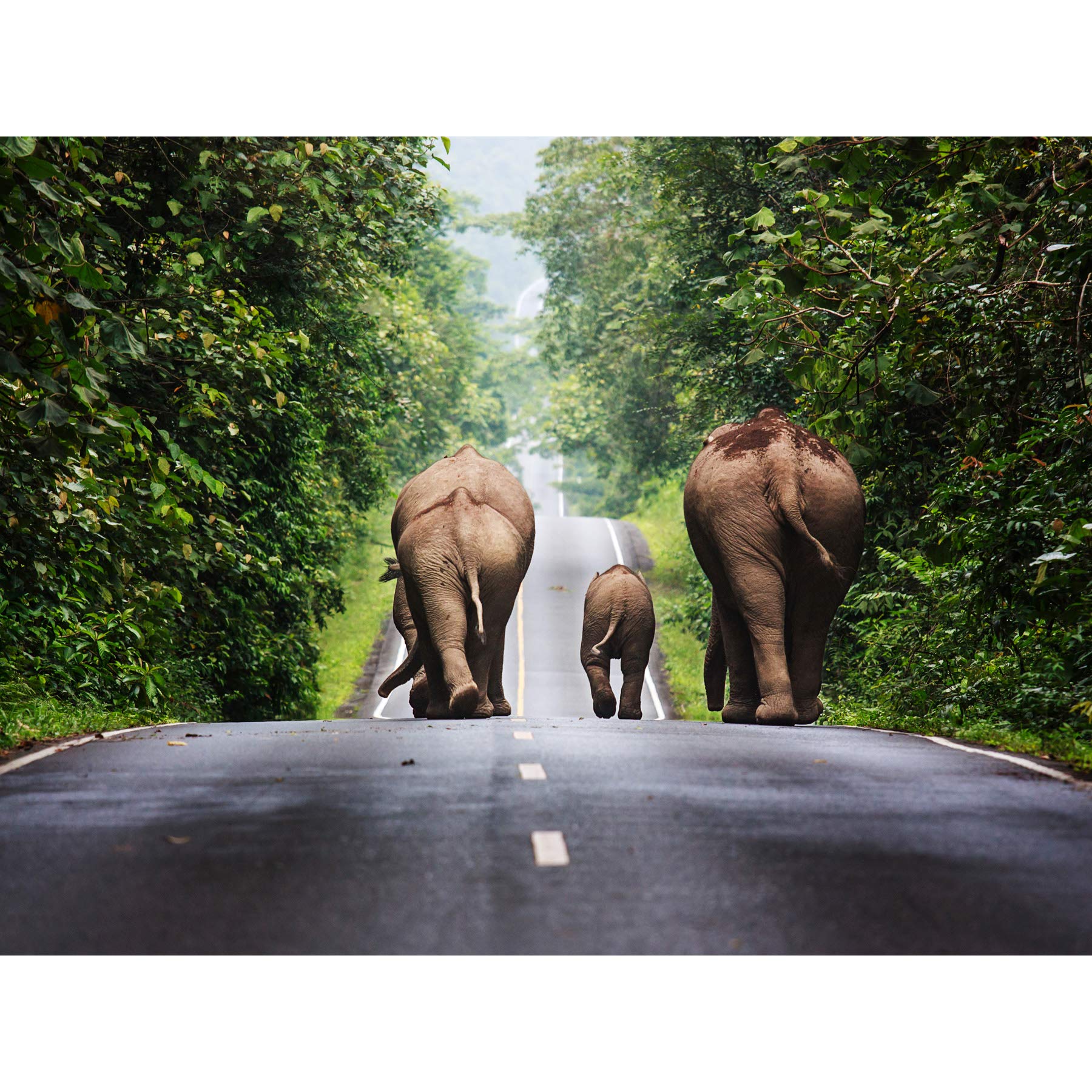 Khunkay Wild Elephants Road Forest Thailand Photo Premium Wall Art Canvas Print 18X24 Inch