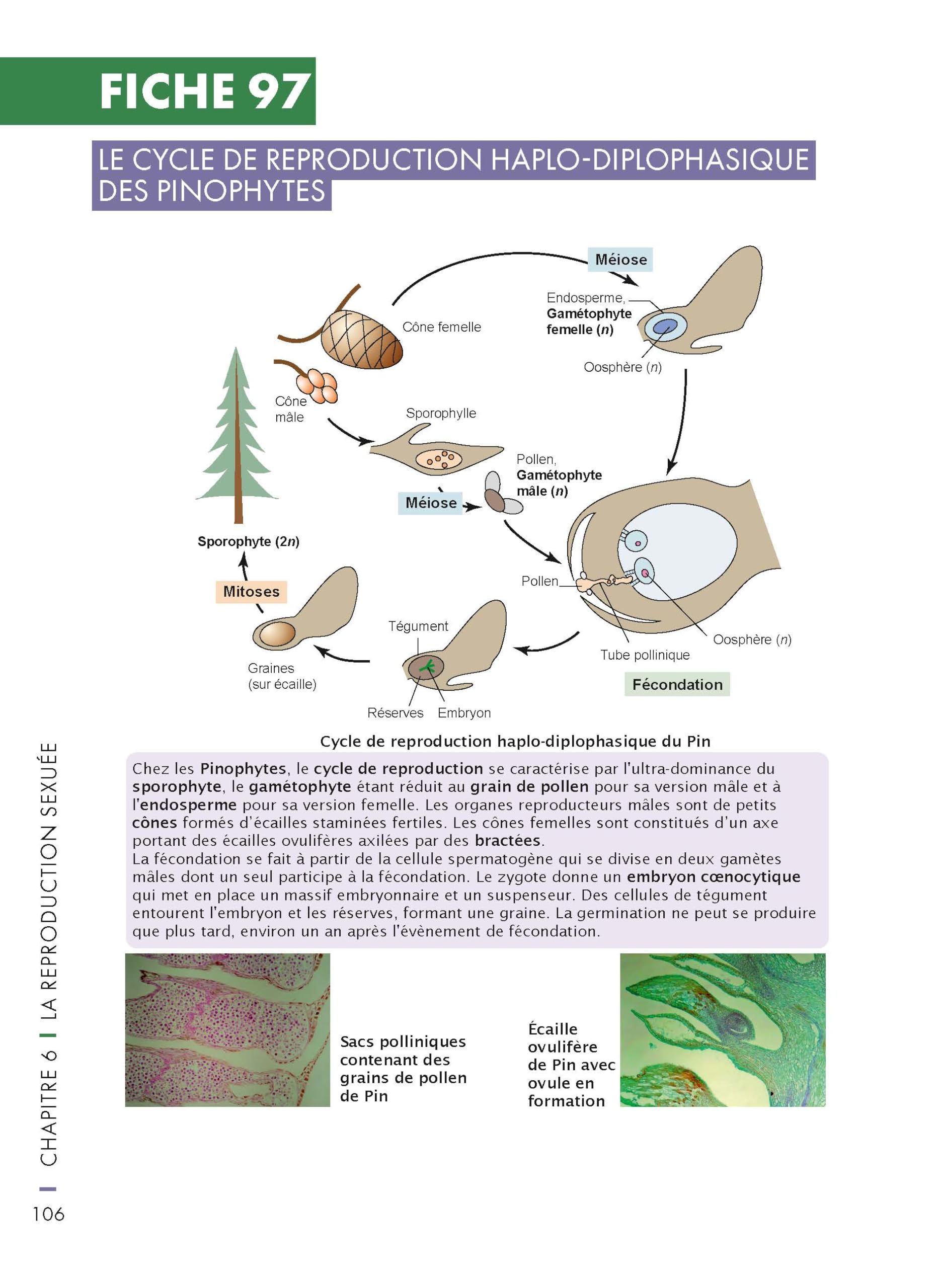 Mémo visuel de biologie végétale - 2e éd.