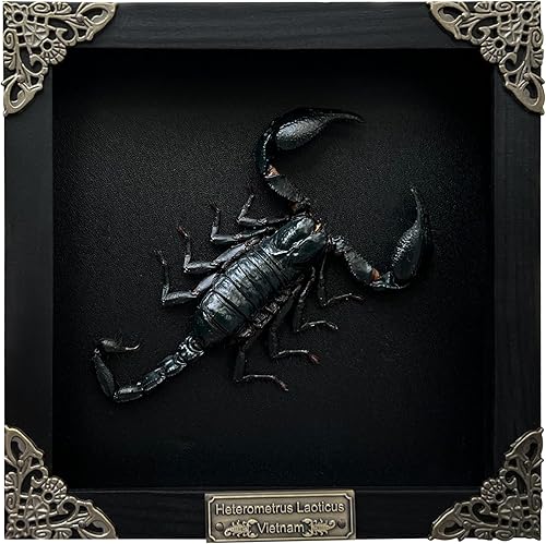 Miniatura 44 de Mantis Real Enmarcada Creobroter Insecto Muerto Escarabajo Verde Seco Caja de Sombra Flotante 3D Marco de Vidrio Espécimen de Taxidermia