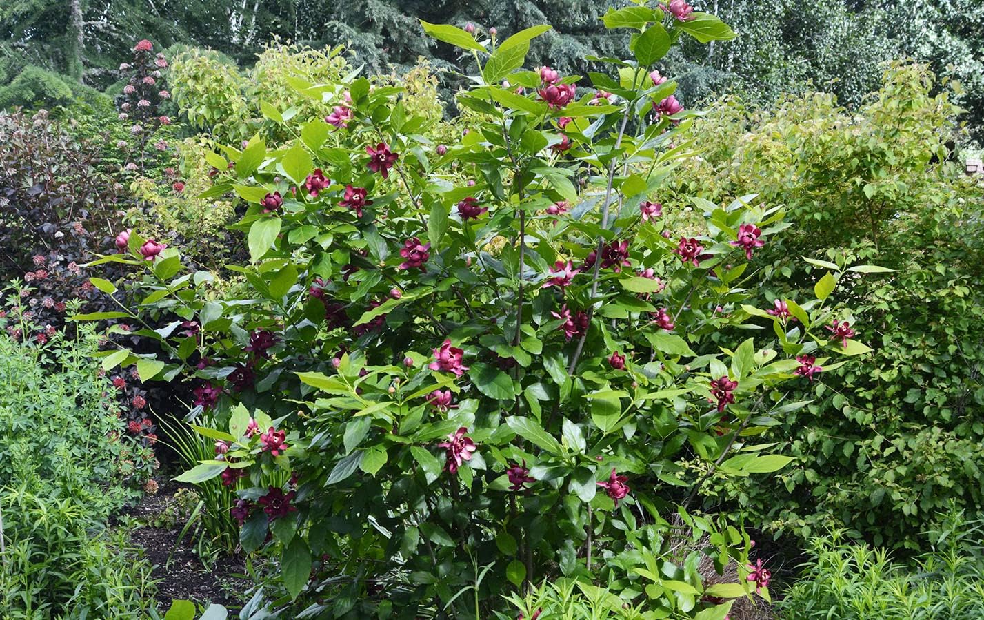 Sweet Shrub Bush Live Plants Outdoor - Calycanthus Floridus Large Potted Shrub, 8-12" Tall Sweet Plants Beautiful Flowering Bushes Plants - Perennial Outdoor Plants Live Shrubs