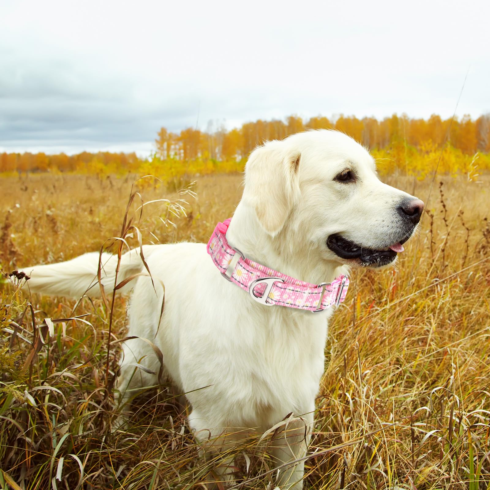 ONEFOJOJO Pink Daisy Martingale Dog Collars for Dogs, Reflective Nylon Dog Collar with Buckle Adjustable Training, Walking, Hunting No Slip Dog Collar (Medium, Daisy)
