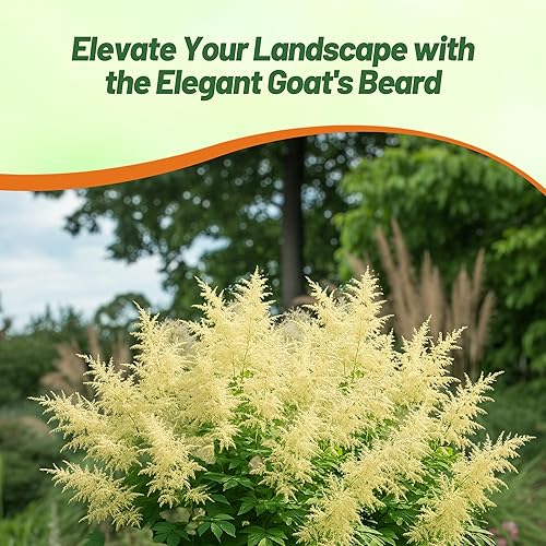 Miniatura 7 de Outsidepride Aruncus Dioicus - Semilla de flor de jardín de barba enana de cabra - 5000 semillas