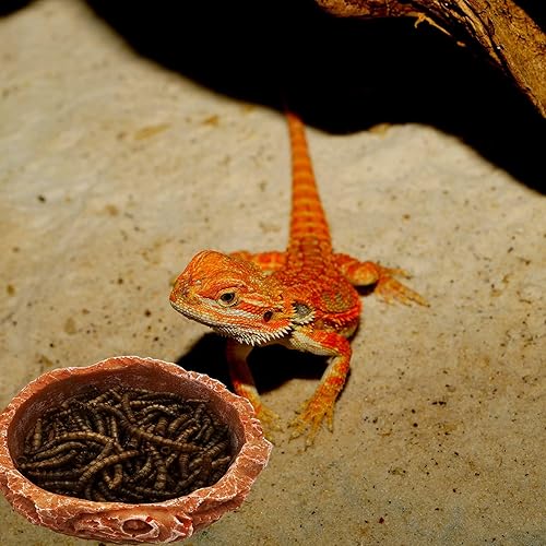 Miniatura 18 de Plato pequeño de comida para reptiles, paquete de 2 cuencos de comida para reptiles para dragón barbudo, gecko, lagarto, rana, cangrejo ermitaño
