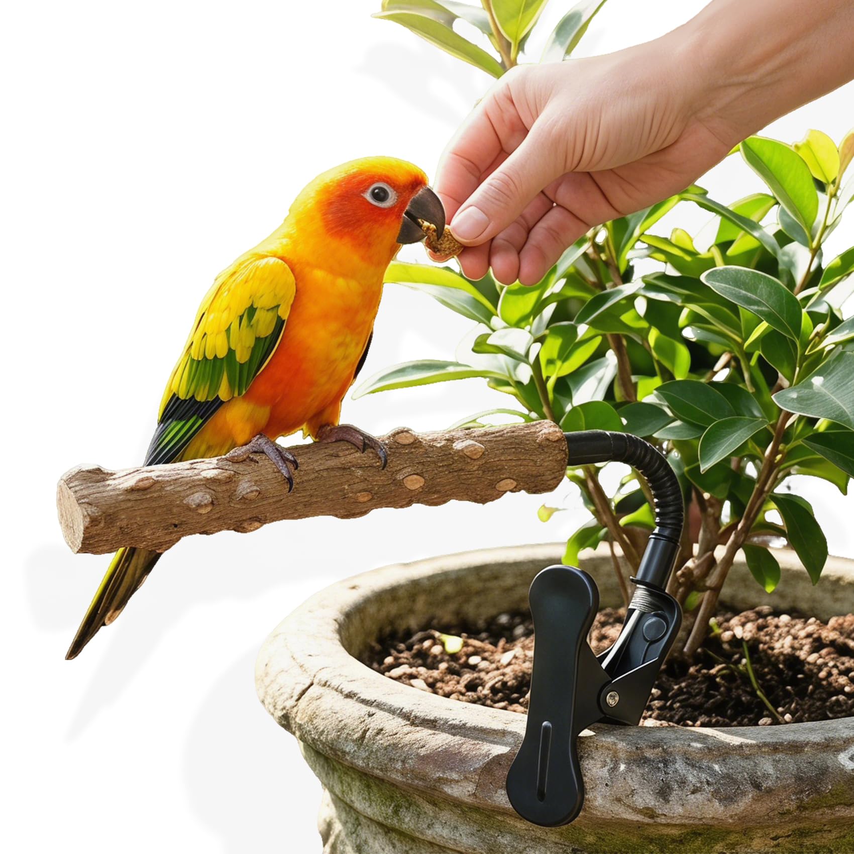 Perchoir à oiseaux avec clip réglable à clipser et support portable en bois naturel