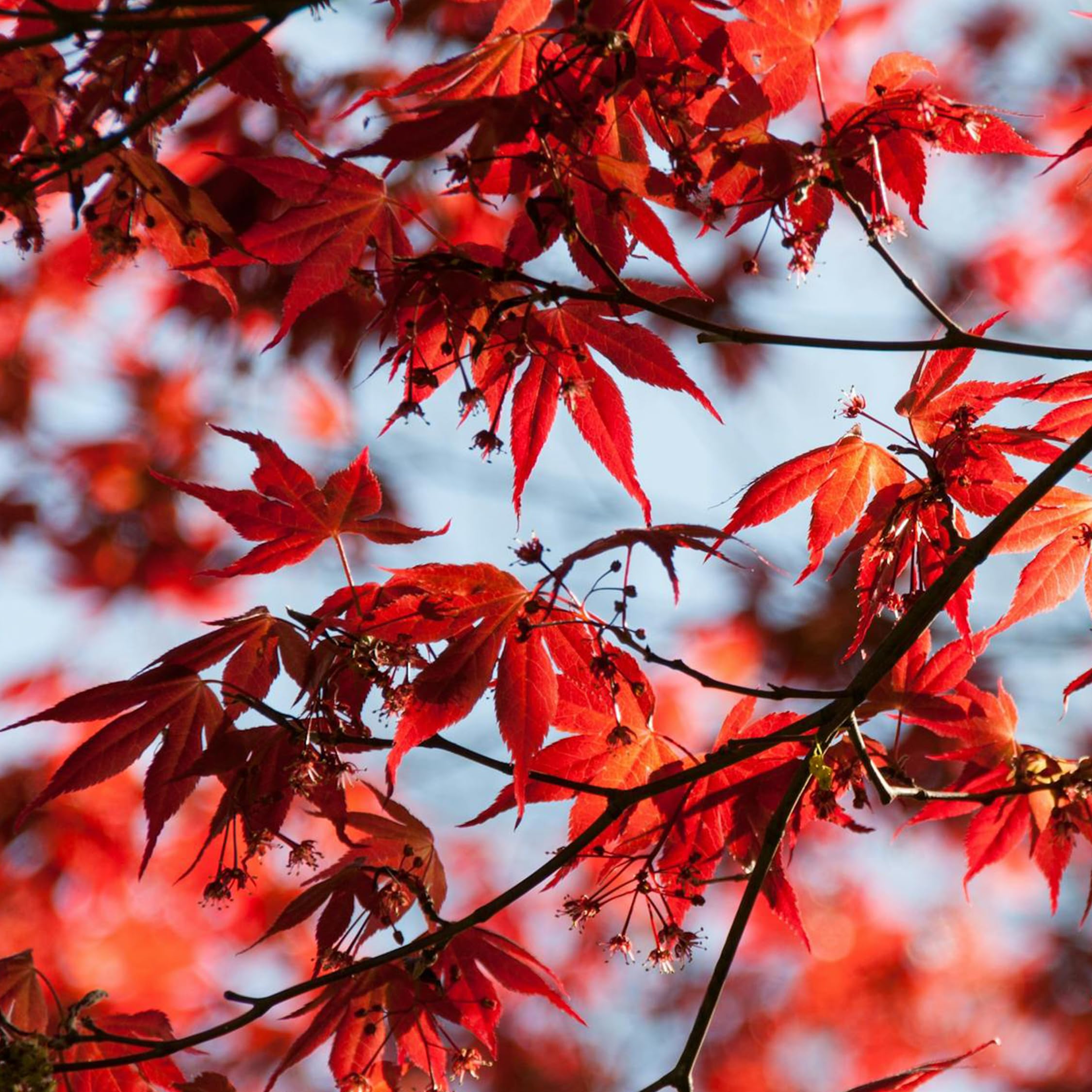 Plant in a Box - Arce japonés - Acer palmatum 'Atropurpureum' - Altura 25-40cm - Tamaño de la maceta 10,5cm - árbol - rojo