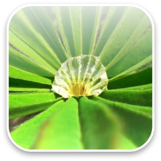 Macro