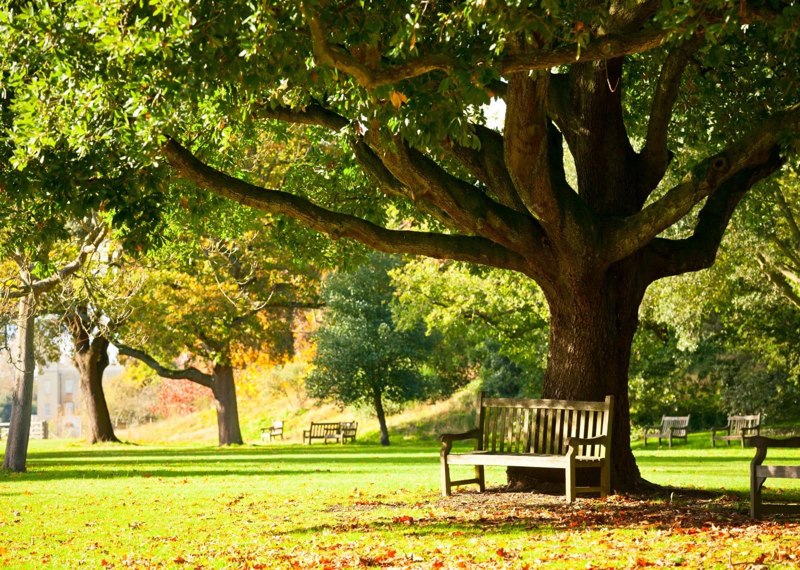 BELECO 4.6x3m Sfondo in tessuto Giardino botanico reale | Parco forestale primaverile panchina sotto albero grande prato verde sfondo ritratti artistici bambini adulti studio foto