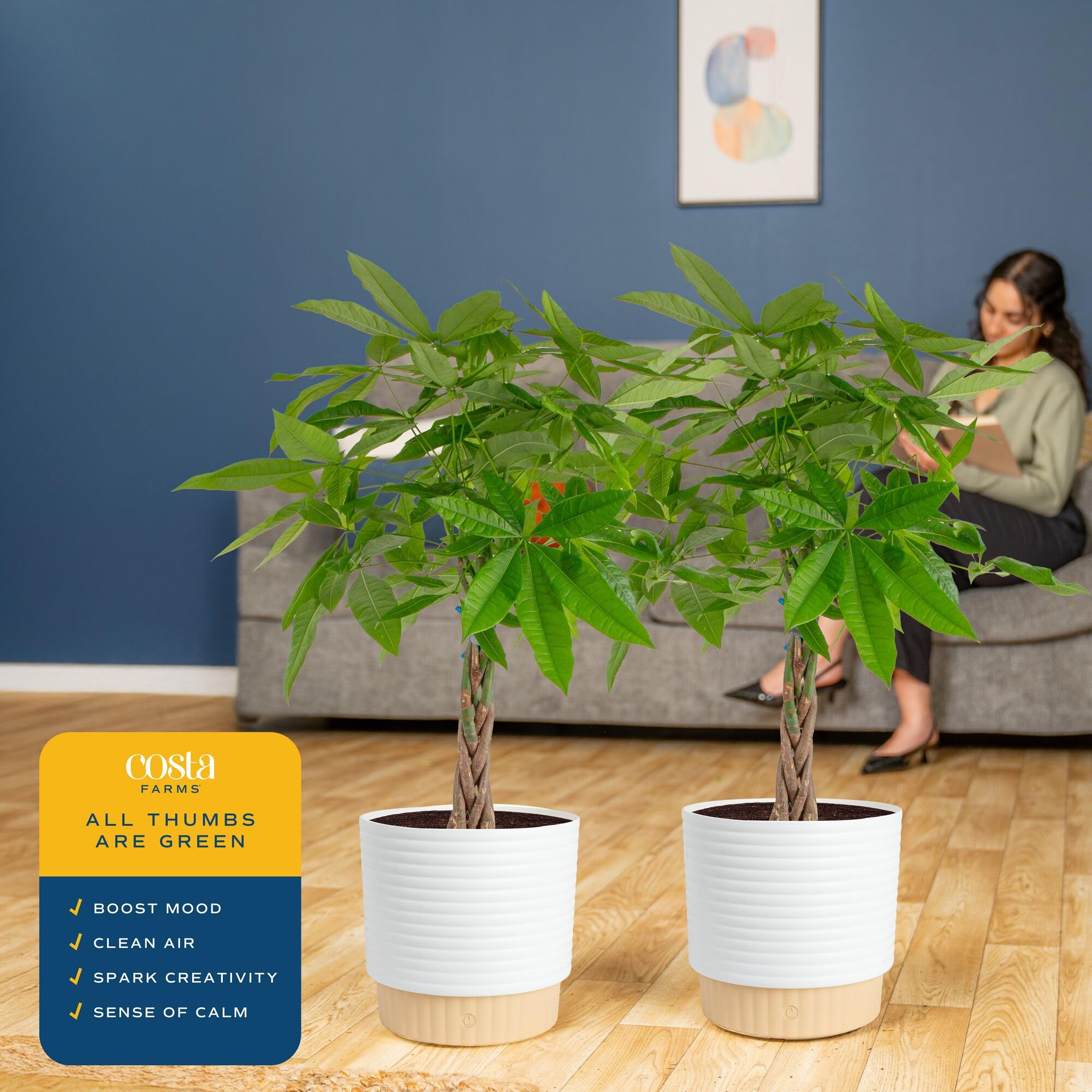 picture of peace lily High Five Peace Lily | Year-Round Houseplant
