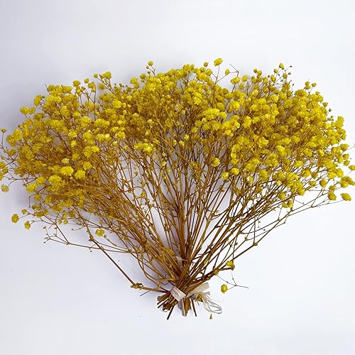 Miniatura 9 de Aliento preservado del bebé, 3 racimos, 100% natural de gypsophila fresca, flores de larga duración para arreglos de jarrón, decoración del hogar,