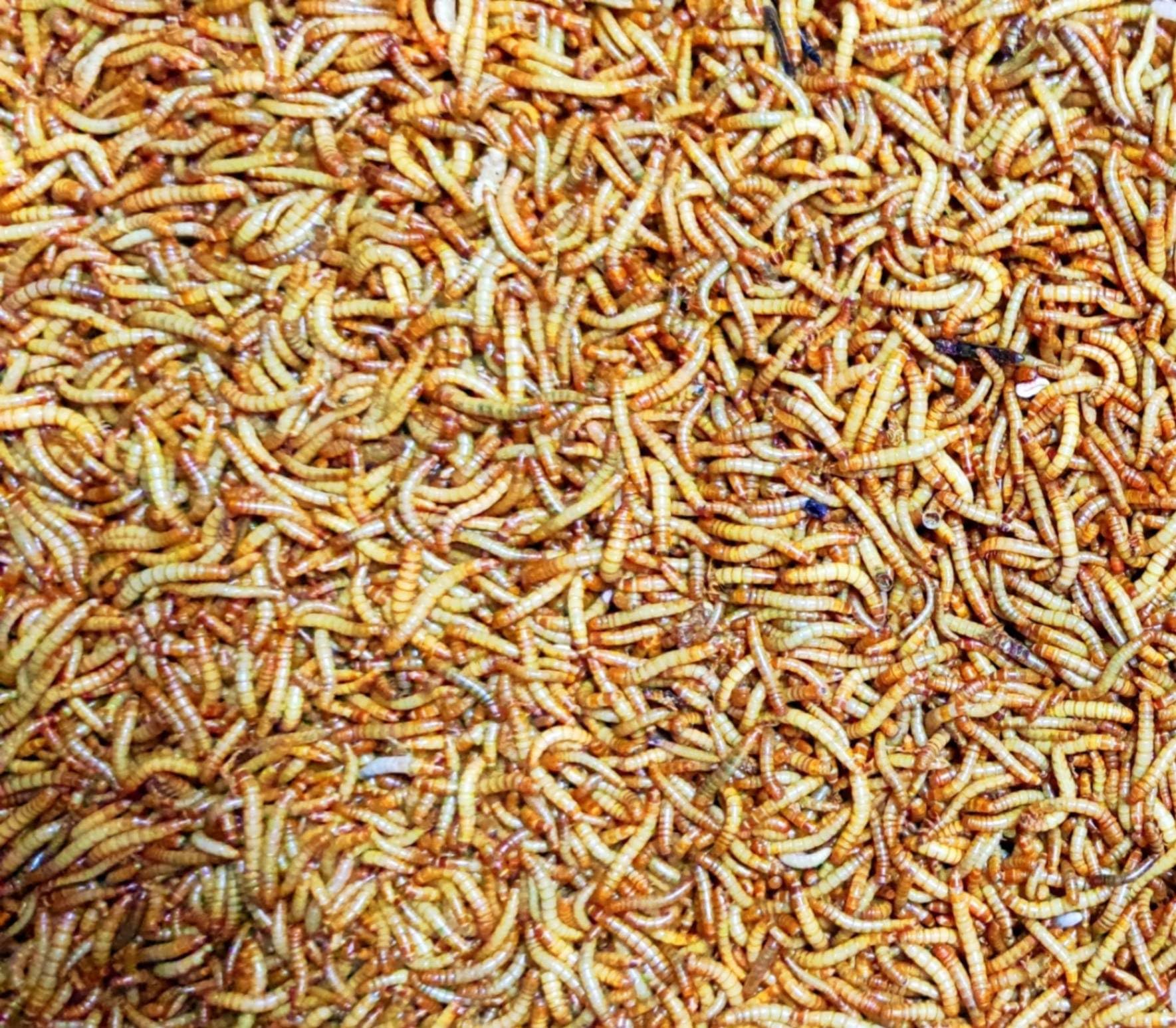 Tenebrio Molitor Vivos (450–600 uds) – Gusano de la Harina – Alimento para Hormigas en Hormigueros y Snack Alimento Vivo para Reptiles,Gecko en Terrarios, pajaros