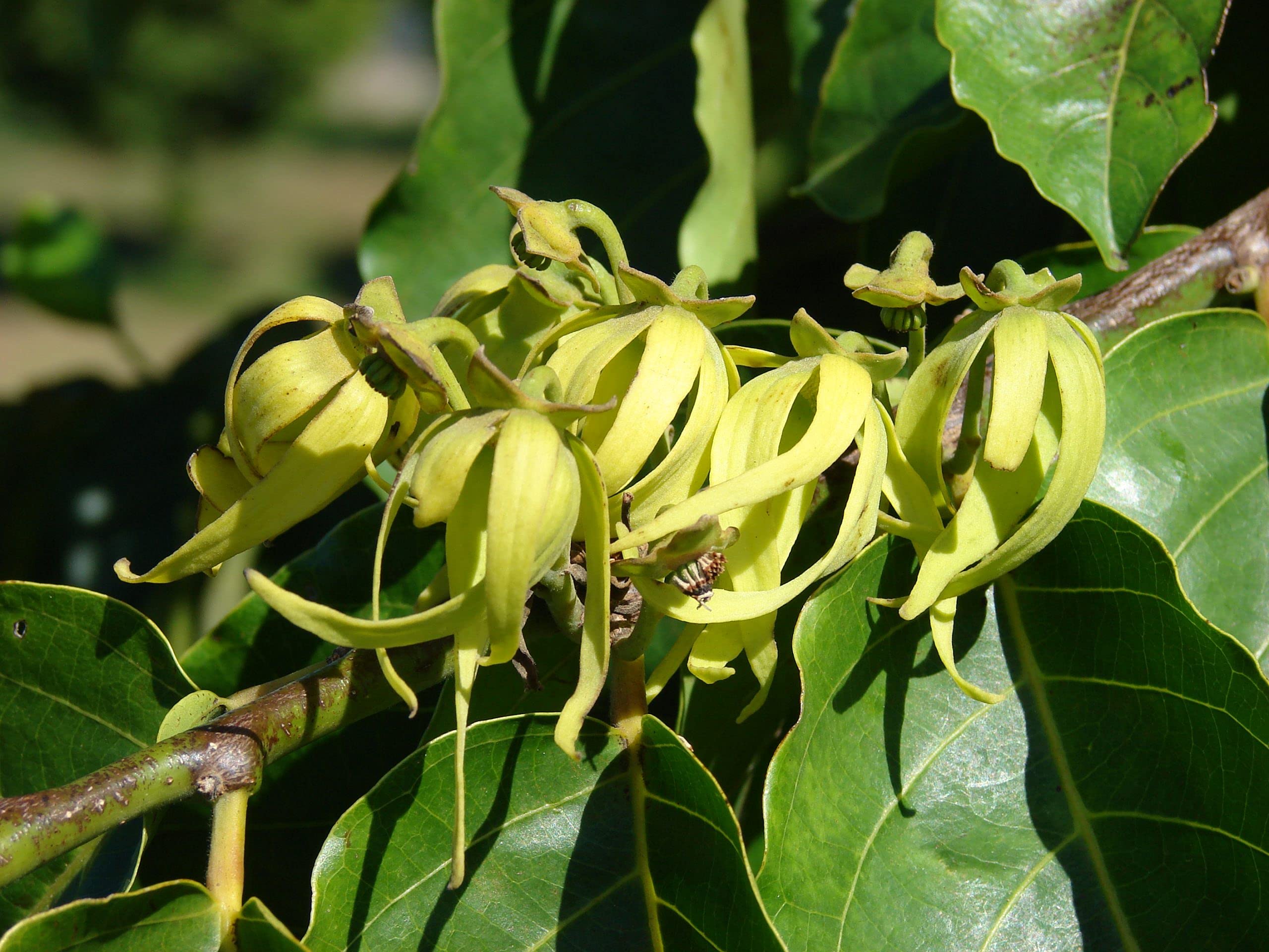 Nursery Live Rare Cananga odorata Ylang Ylang ( Langi-Langi ) Flower 1 Live Plant (B0BS5T3SZK) Amazon Price History, Amazon Price Tracker