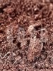 Imported Sphagnum Plant Growing Peat - Insect Does Not Make Flies Premium Quality 5 Lt