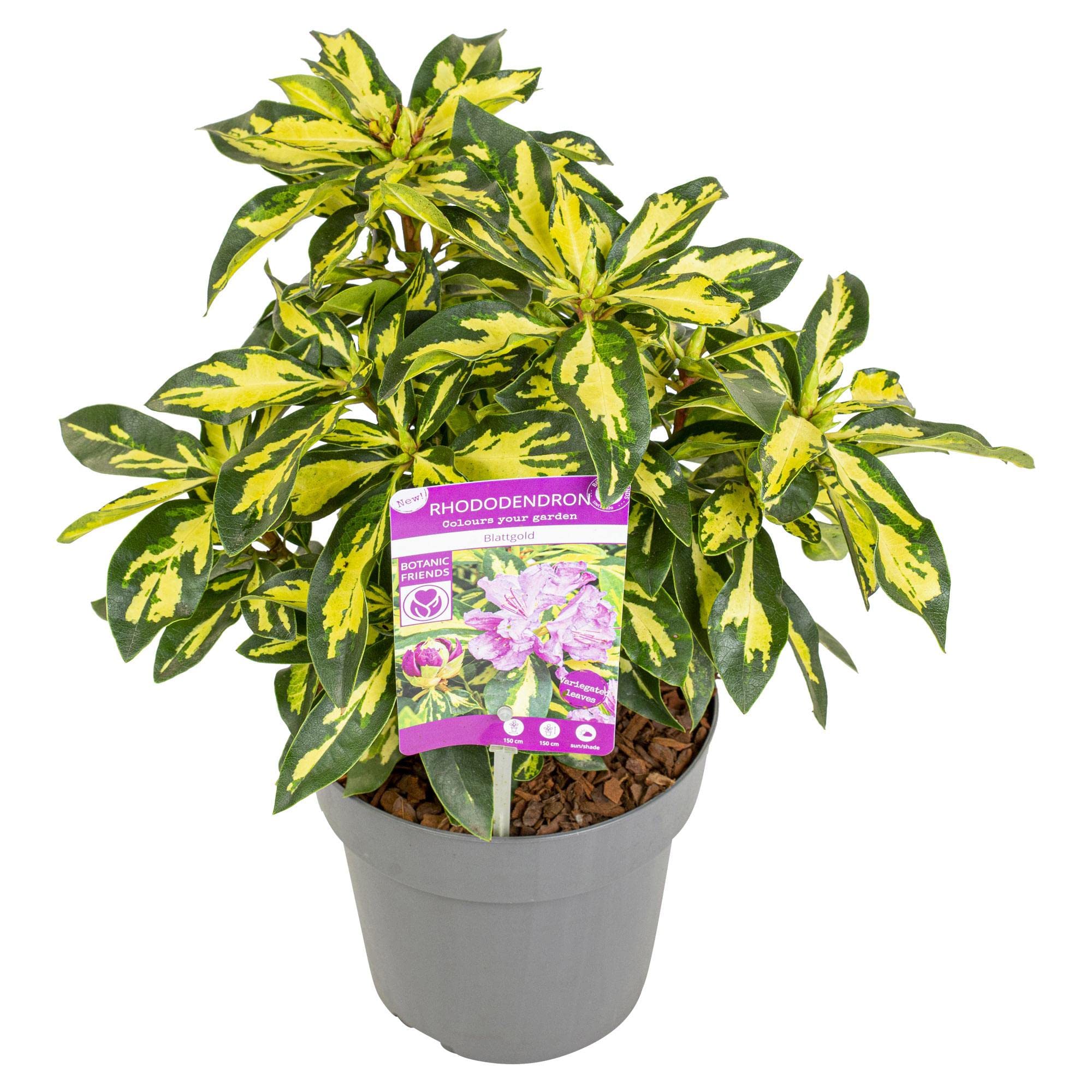 heckenpflanzen thuja smaragd Lebensbaum Thuja occidentalis Smaragd 200-220 cm Höhe Ballenware