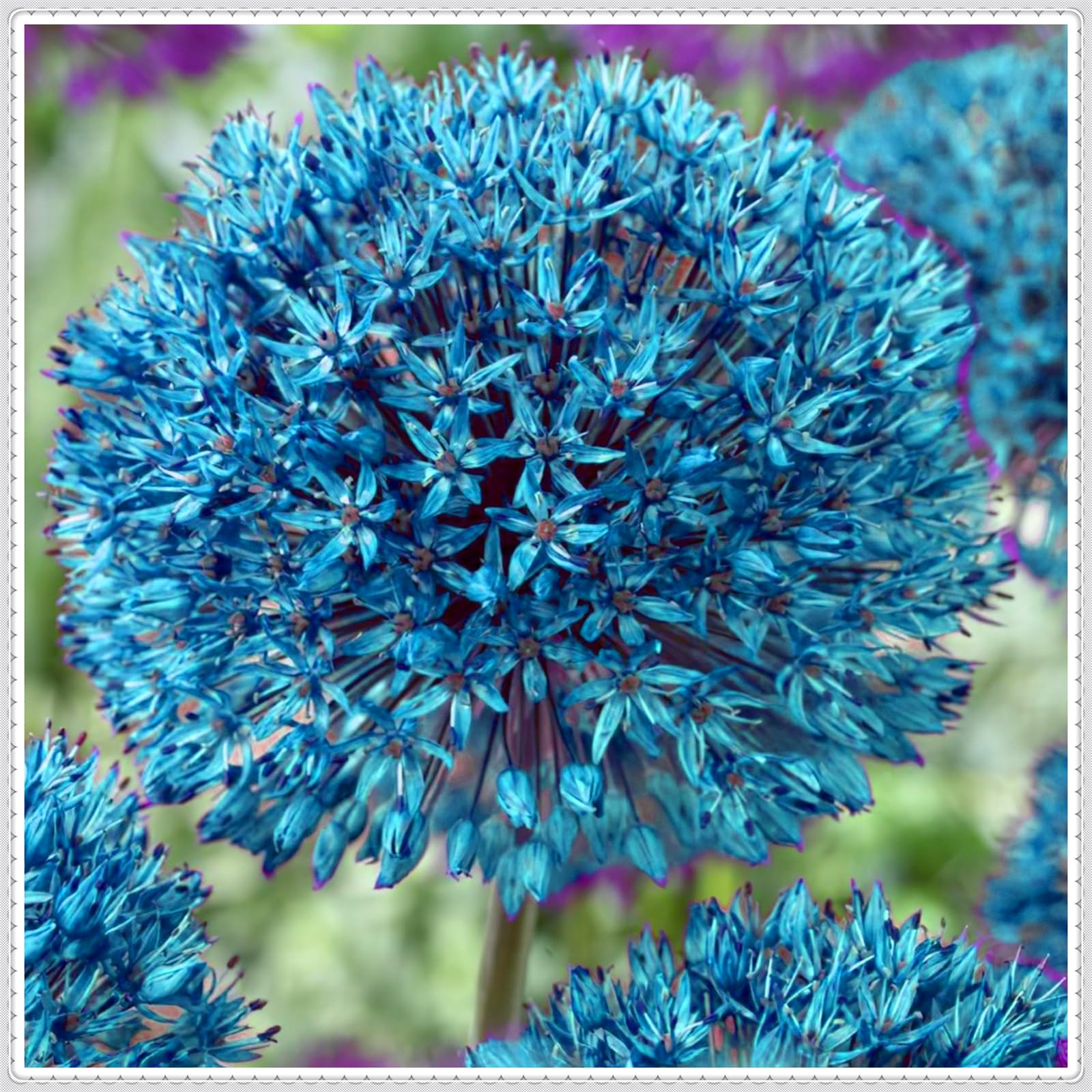 Perennial,Giant Allium Bulbs, Hardy, Professional for Beautiful Garden Displays-10 Bulbs-I
