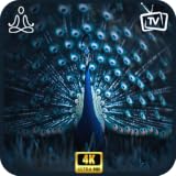 Exotic Peacock Garden-Majestic Feathers TV Ambience