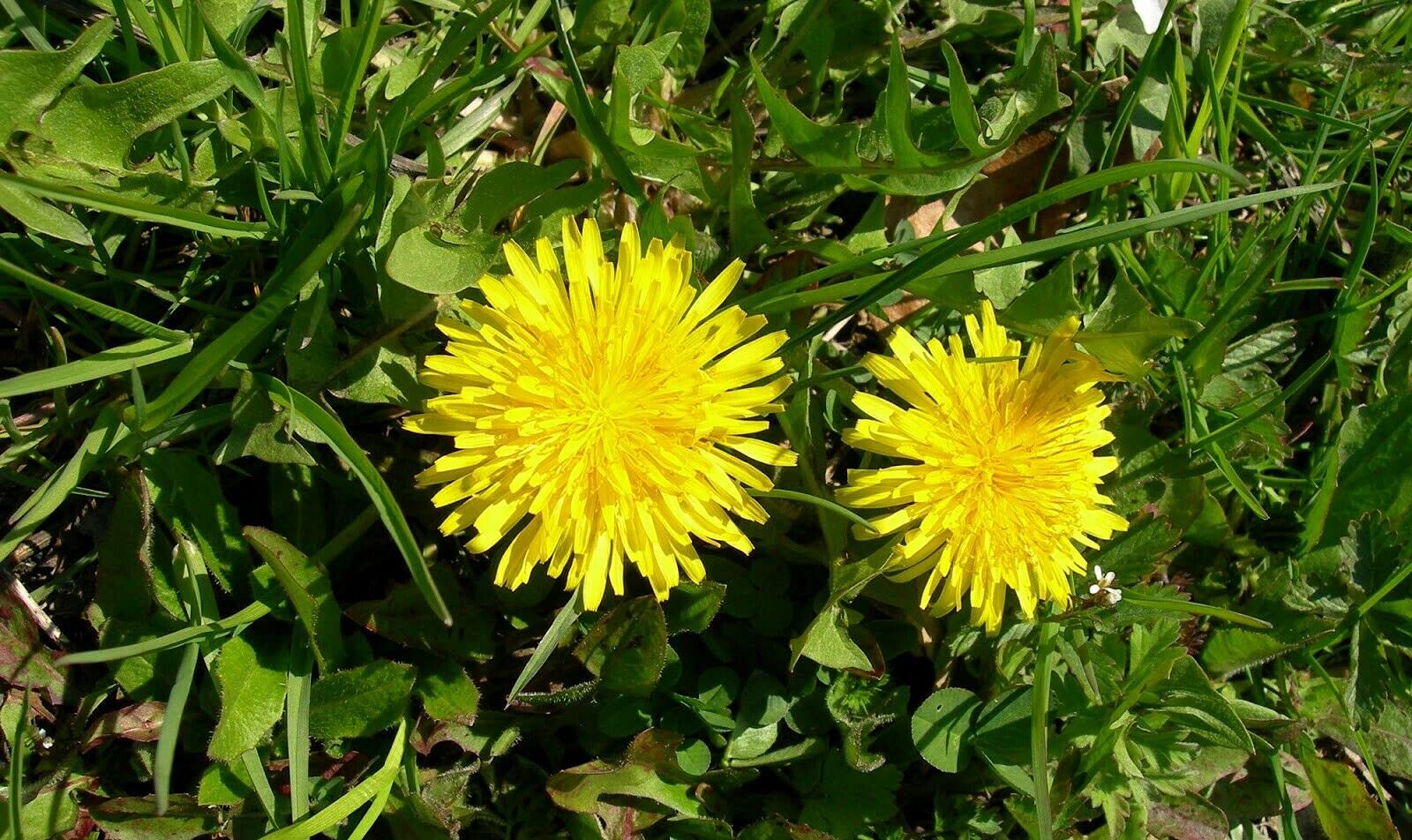 AROMATICHE ED OFFICINALI TARASSACO | Vendita Sementi Biologiche - Foto 12