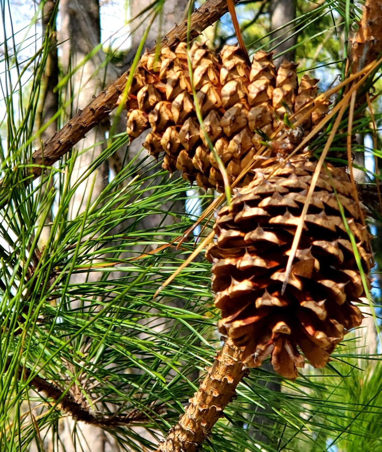 Loblolly Pine Tree | Premium Seeds | Pinus taeda | Plants'® (Premium Seeds, 1000)