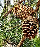 Vista 8 de Loblolly Pine Tree Semillas Premium Pinus taeda Plants' (Premium Seeds, 1000)