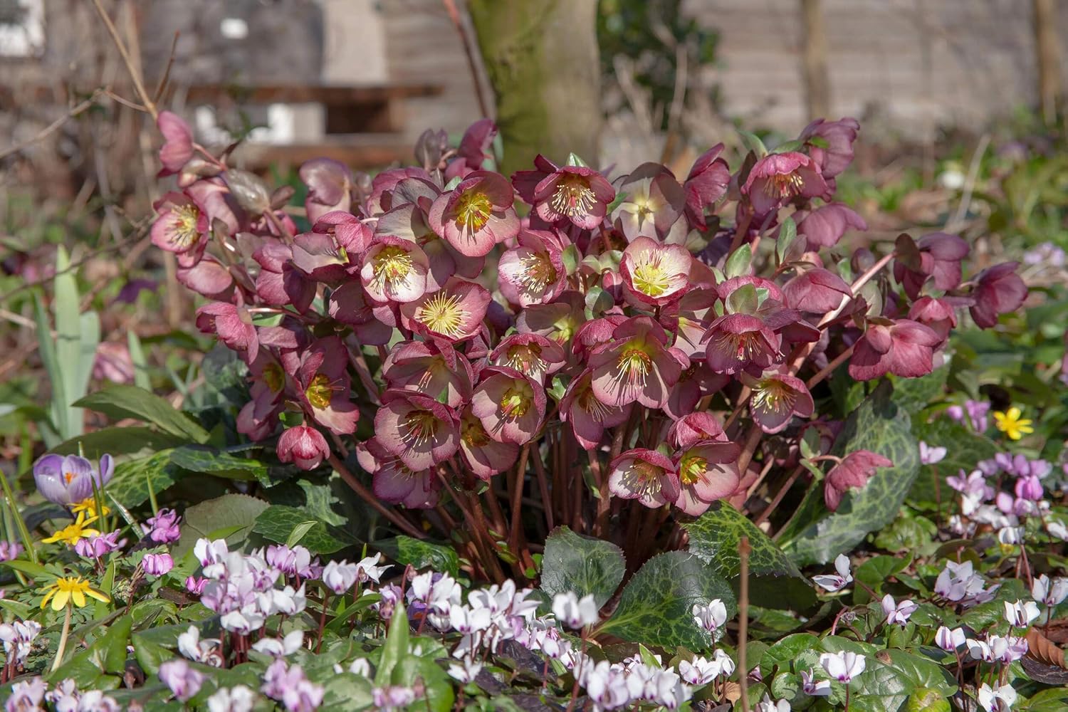 Perennial Farm Marketplace Helleborus x Frostkiss® Elemental® (Lenten Rose) Live Perennial, Size-#1 Container, Pink Late Winter to Spring Flowers with Marbled Evergreen Foliage, Deer Resistant