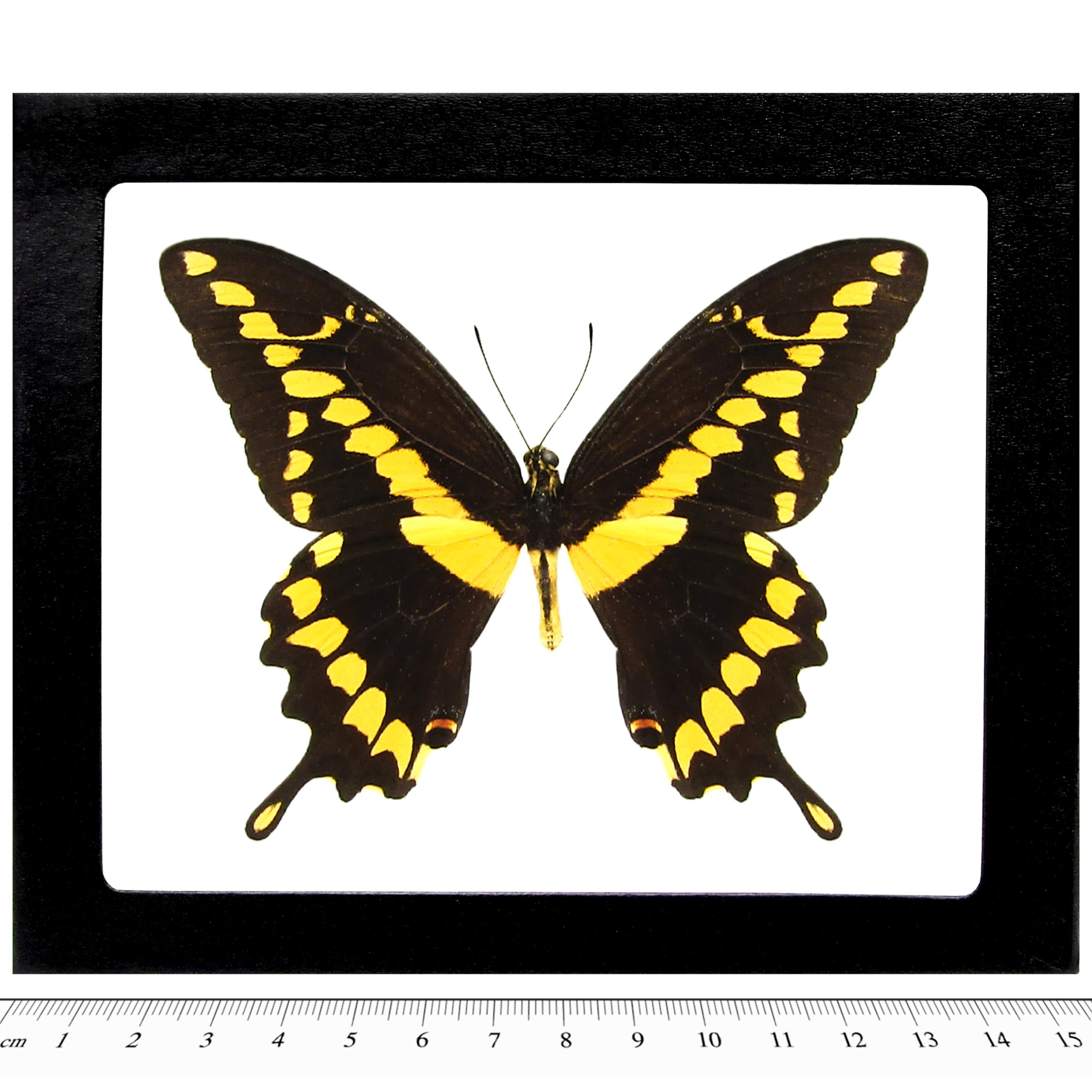 BicBugs P. cresphontes rumiko giant yellow black butterfly Arizona framed
