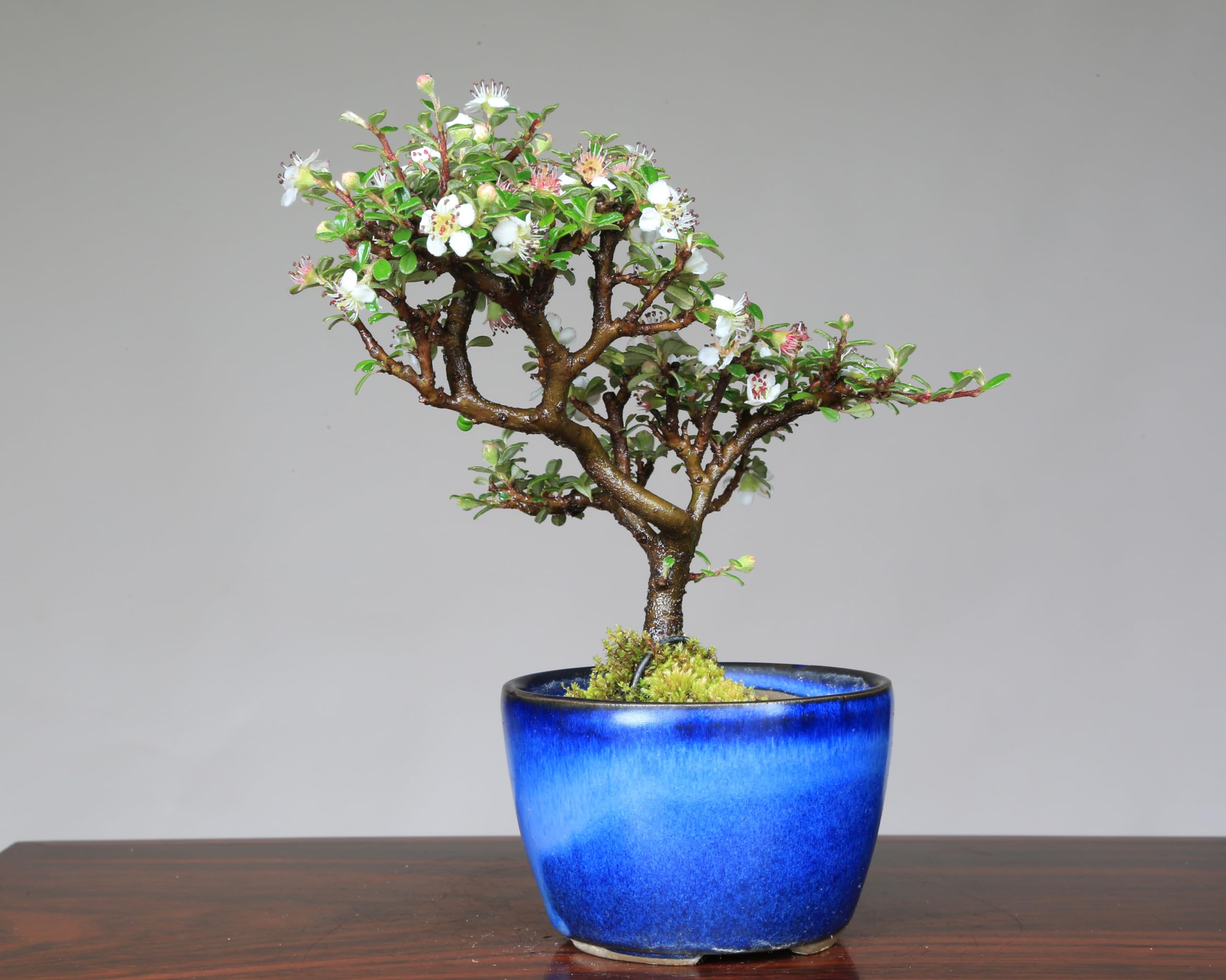 姫こぶし盆栽用素材“太幹古木株仕立て＞貴風”盆栽