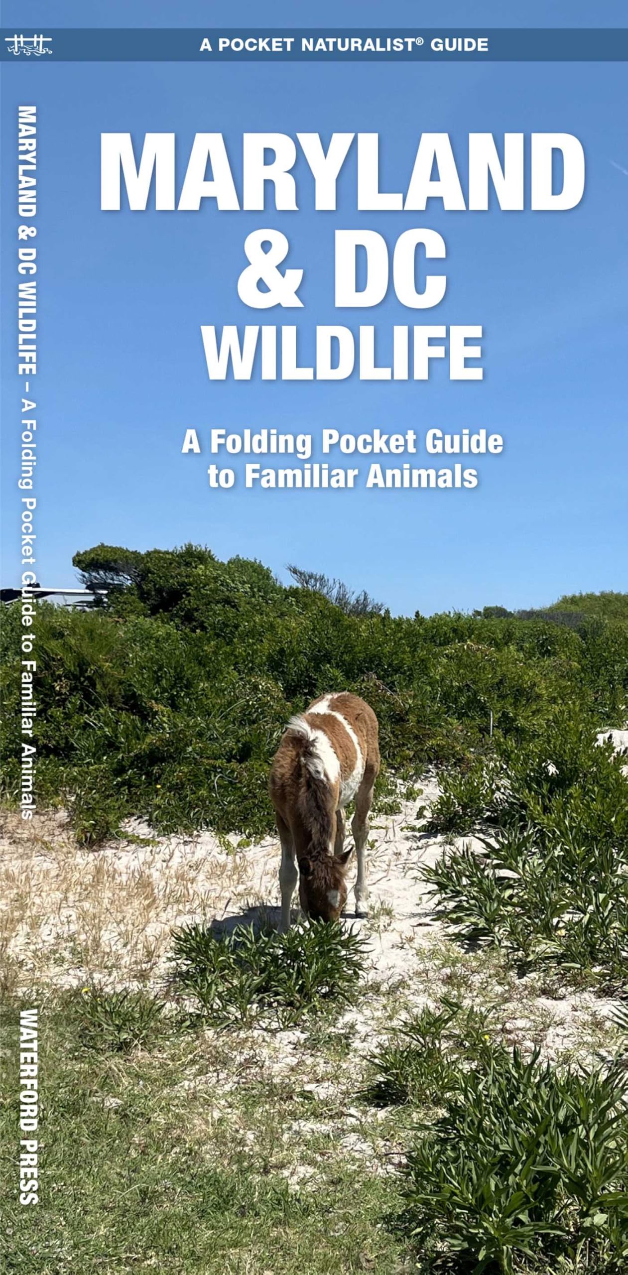 Maryland & DC Wildlife (Nature Observation North America)