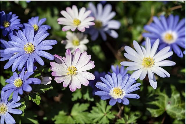 20x Anemone Blanda Mixed Colours Spring Summer Flowering Garden Corms Daisy Like Autumn Spring Planting Flowers Perennial Bulbs Size 4/5