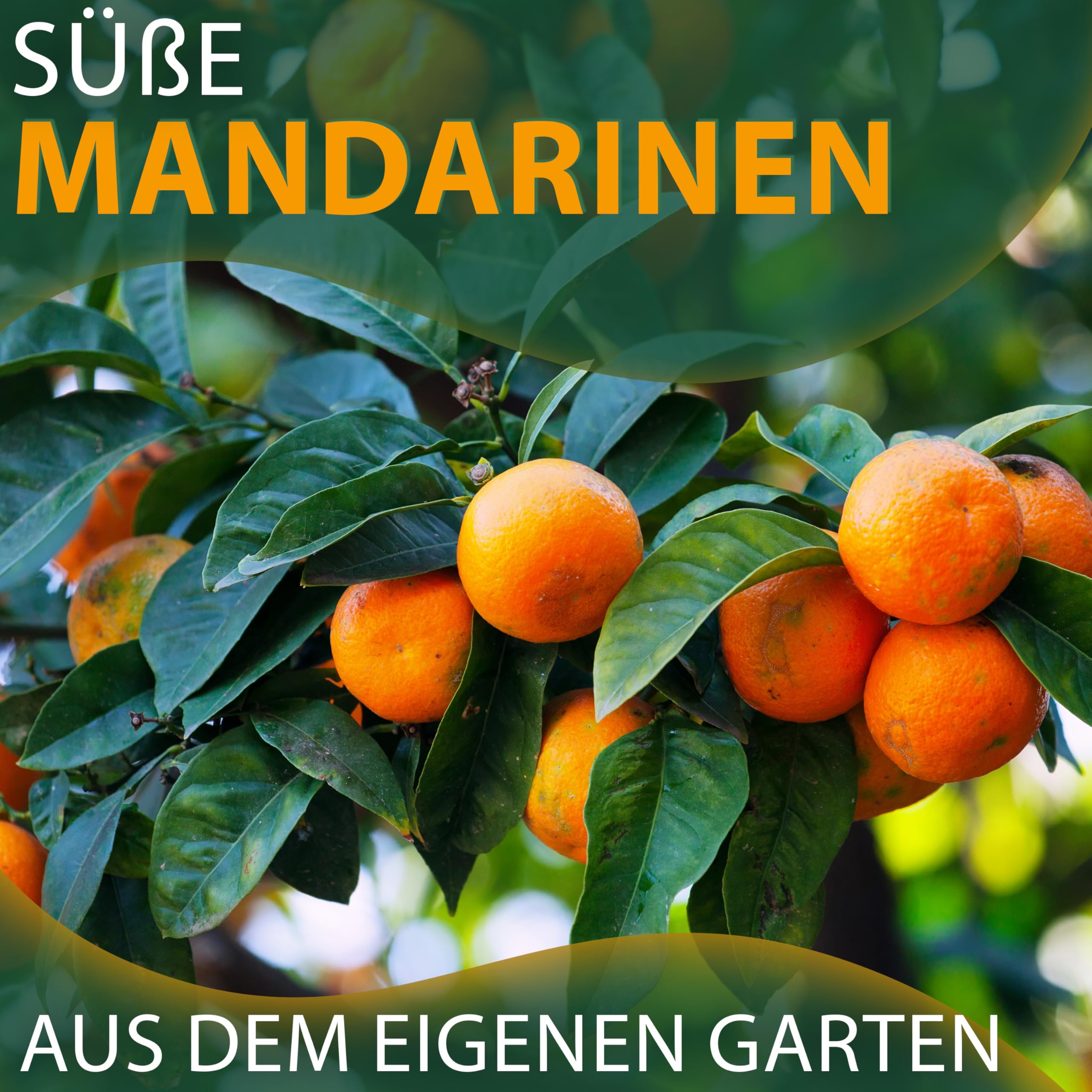 Sunny Tree - Mandarinenbaum - Citrus Reticulata - Citrusbaum - Obstbaum - 160 Zentimeter - Fruchtbildend - 8-jähriger Mandarinenbaum