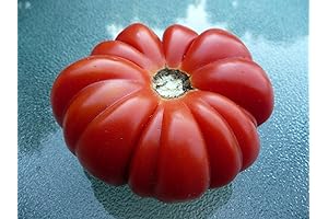 Costoluto Genovese Premium Heirloom Tomato Seeds
